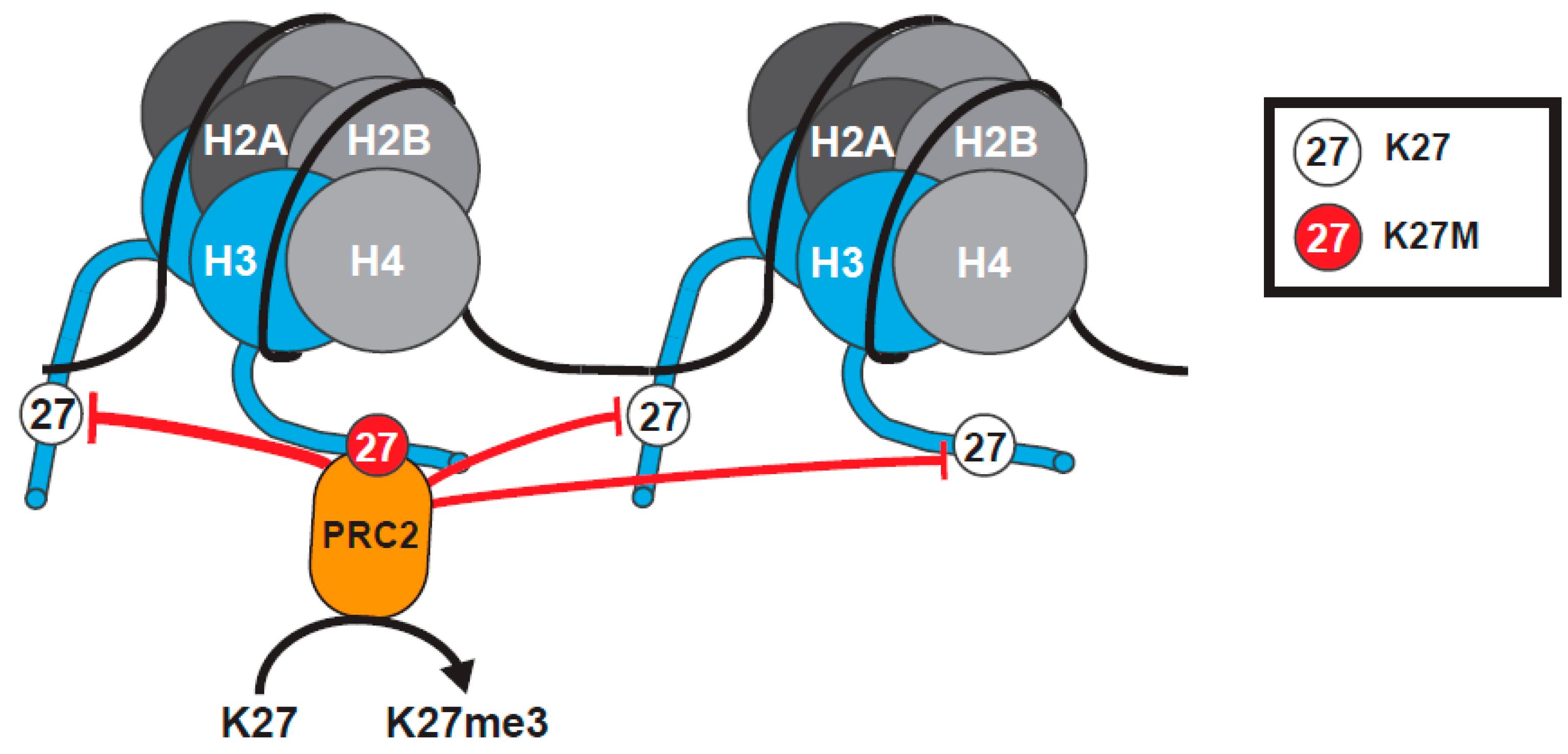 Histone H3 Mutations: An Updated View of Their Role in Chromatin Deregulation and Cancer