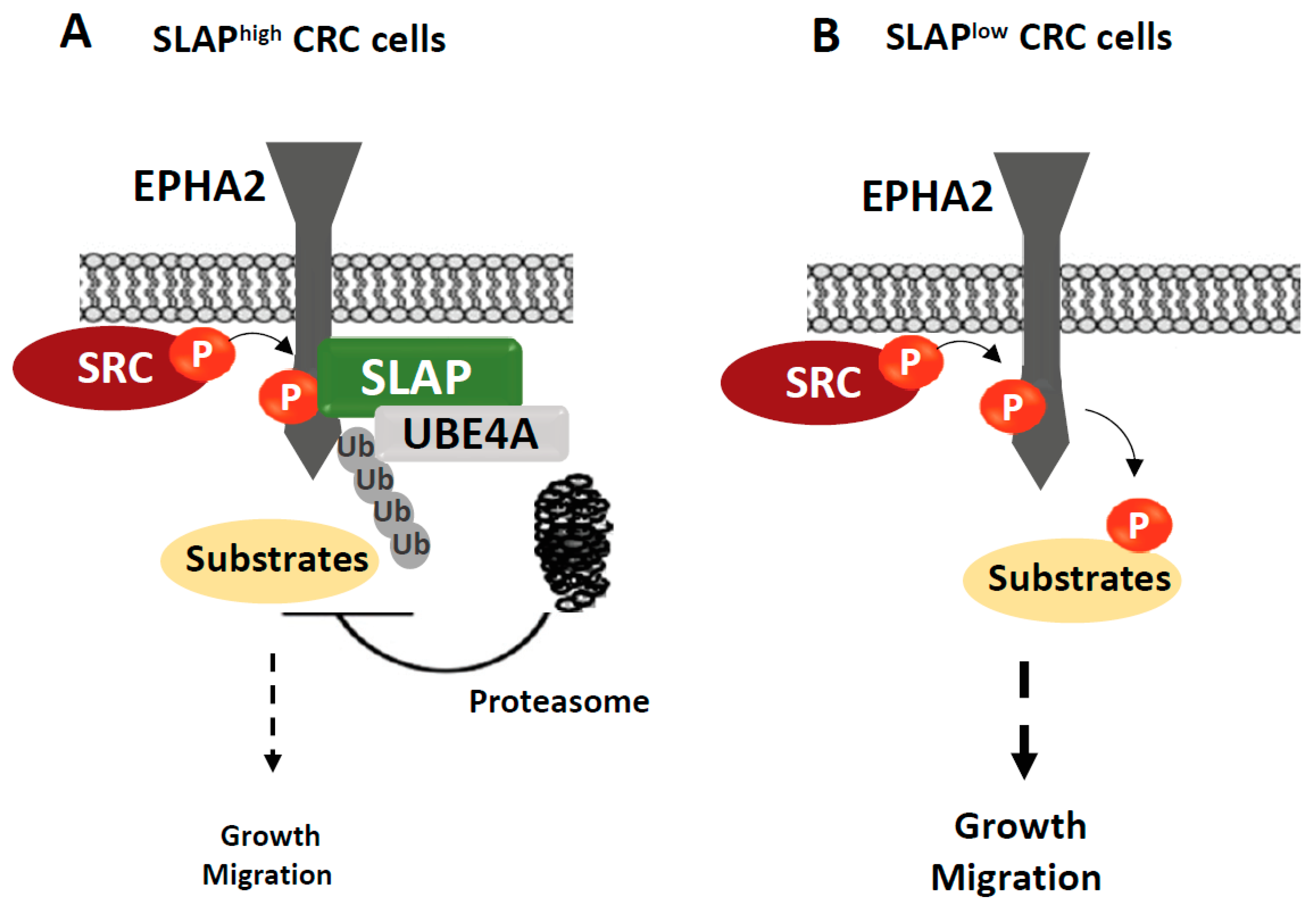 Cancers 11 00669 g003
