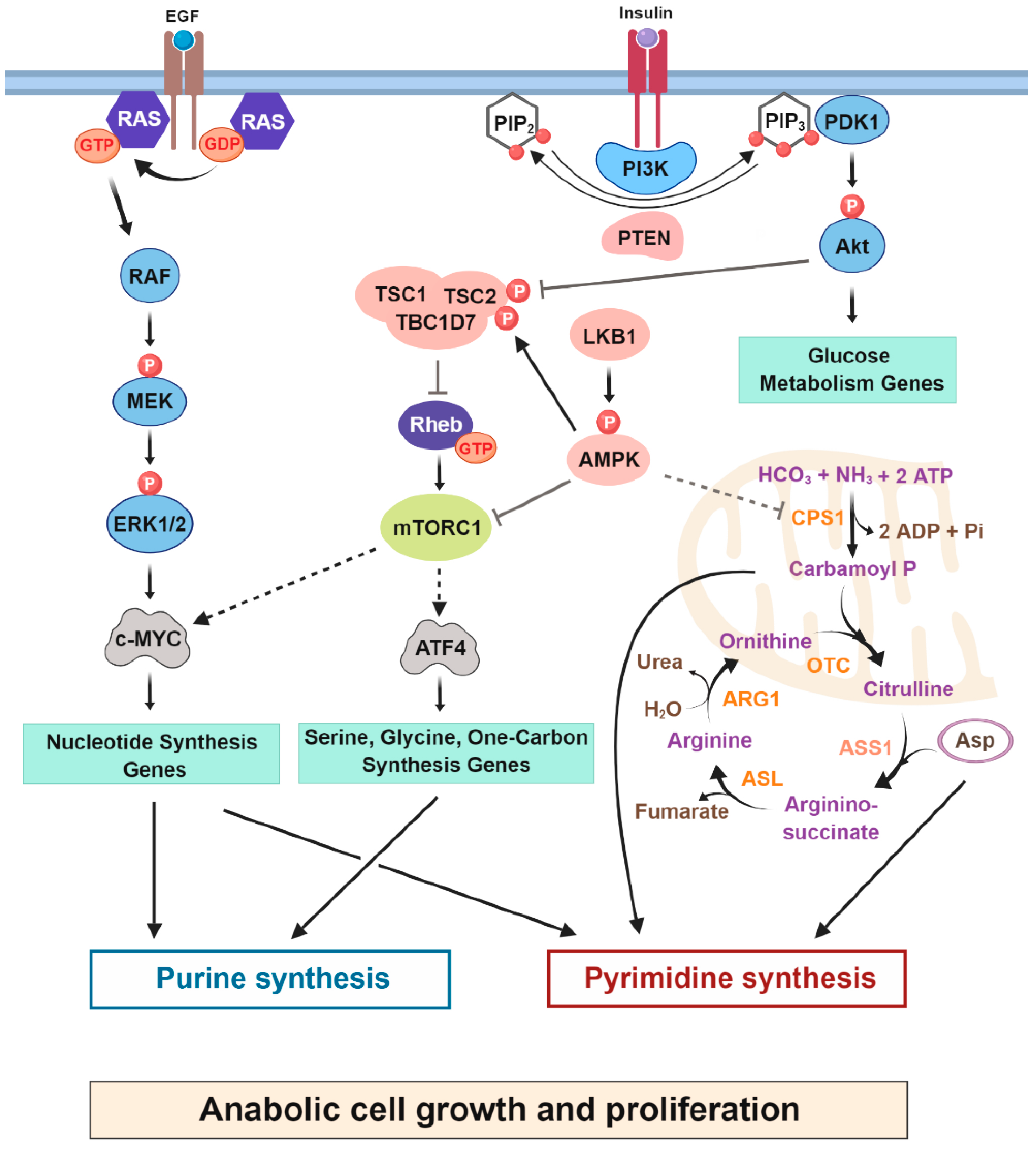 見逃し厳禁！おトクな Cancer Cells Tune the Signaling Pathways to Empower de Novo 美容液