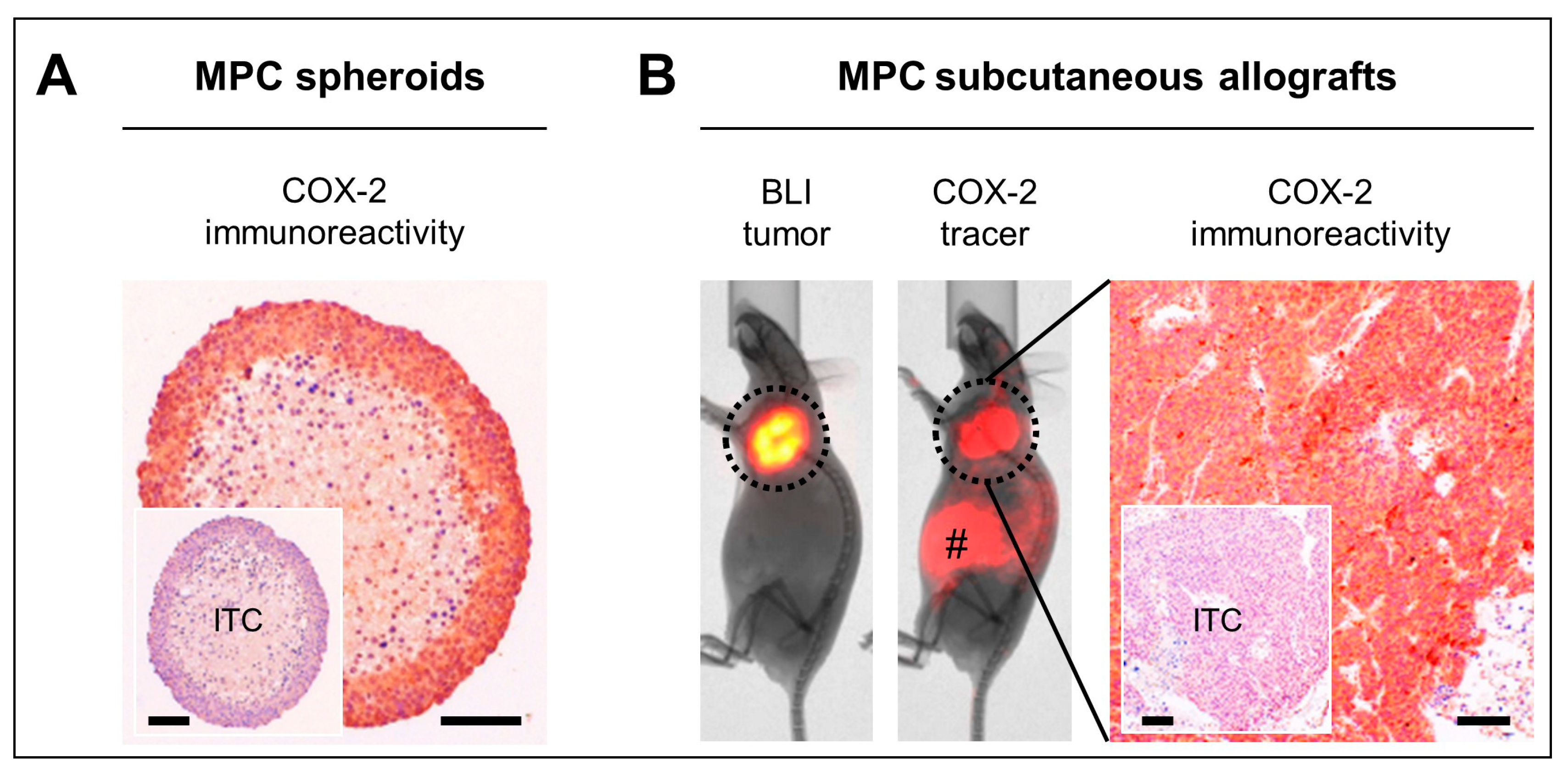 Cancers 11 00743 g005 Cancers 11 00743 g005