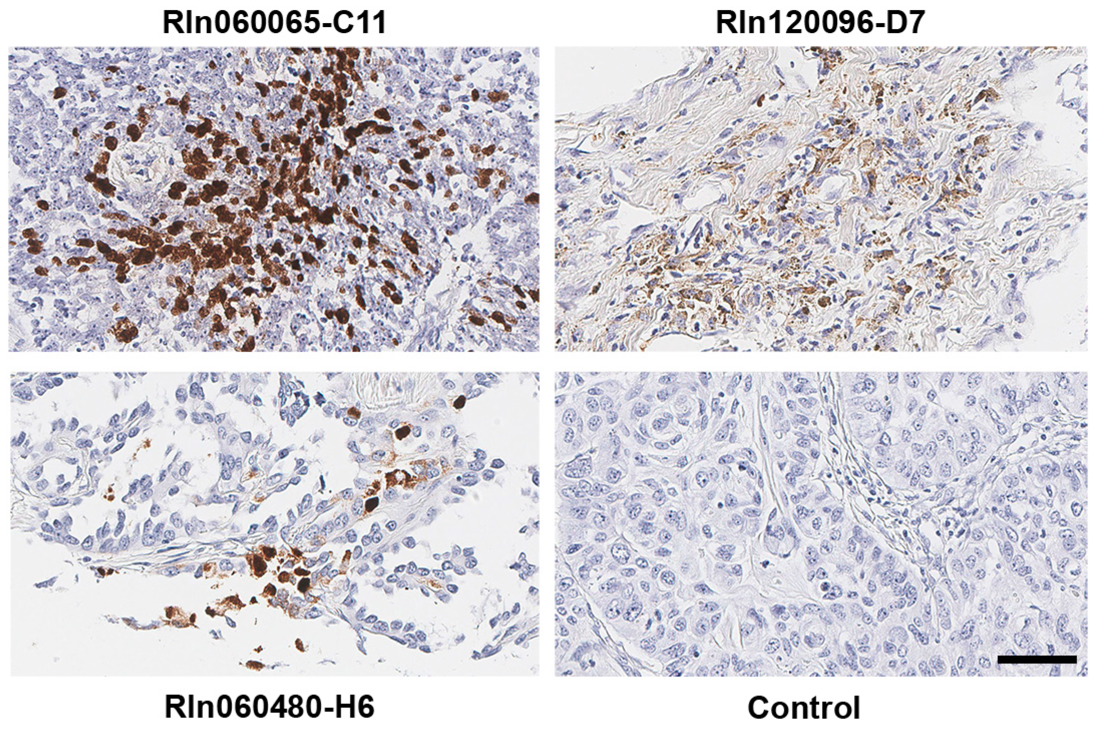 Cancers 11 00759 g001