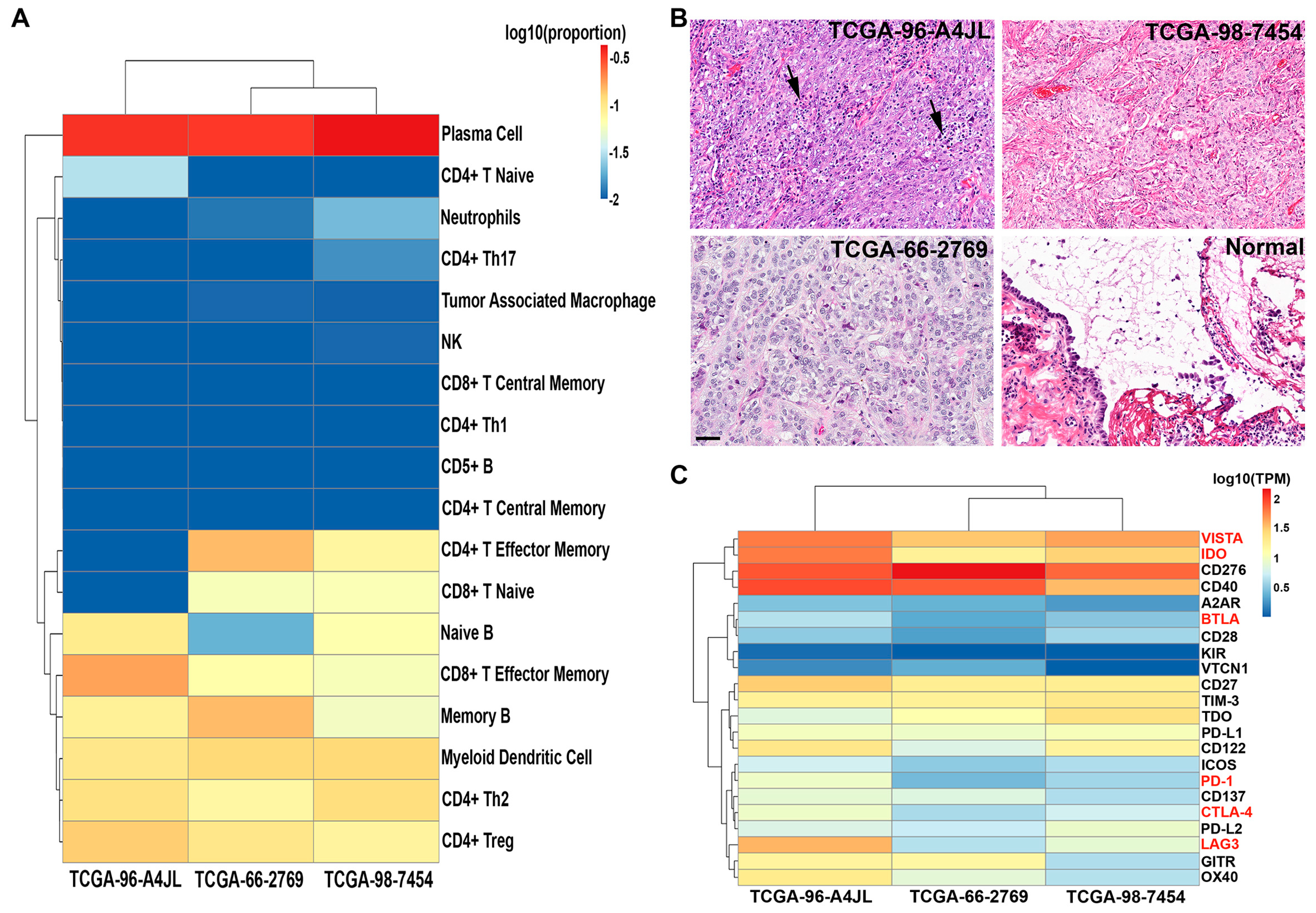 Cancers 11 00759 g008