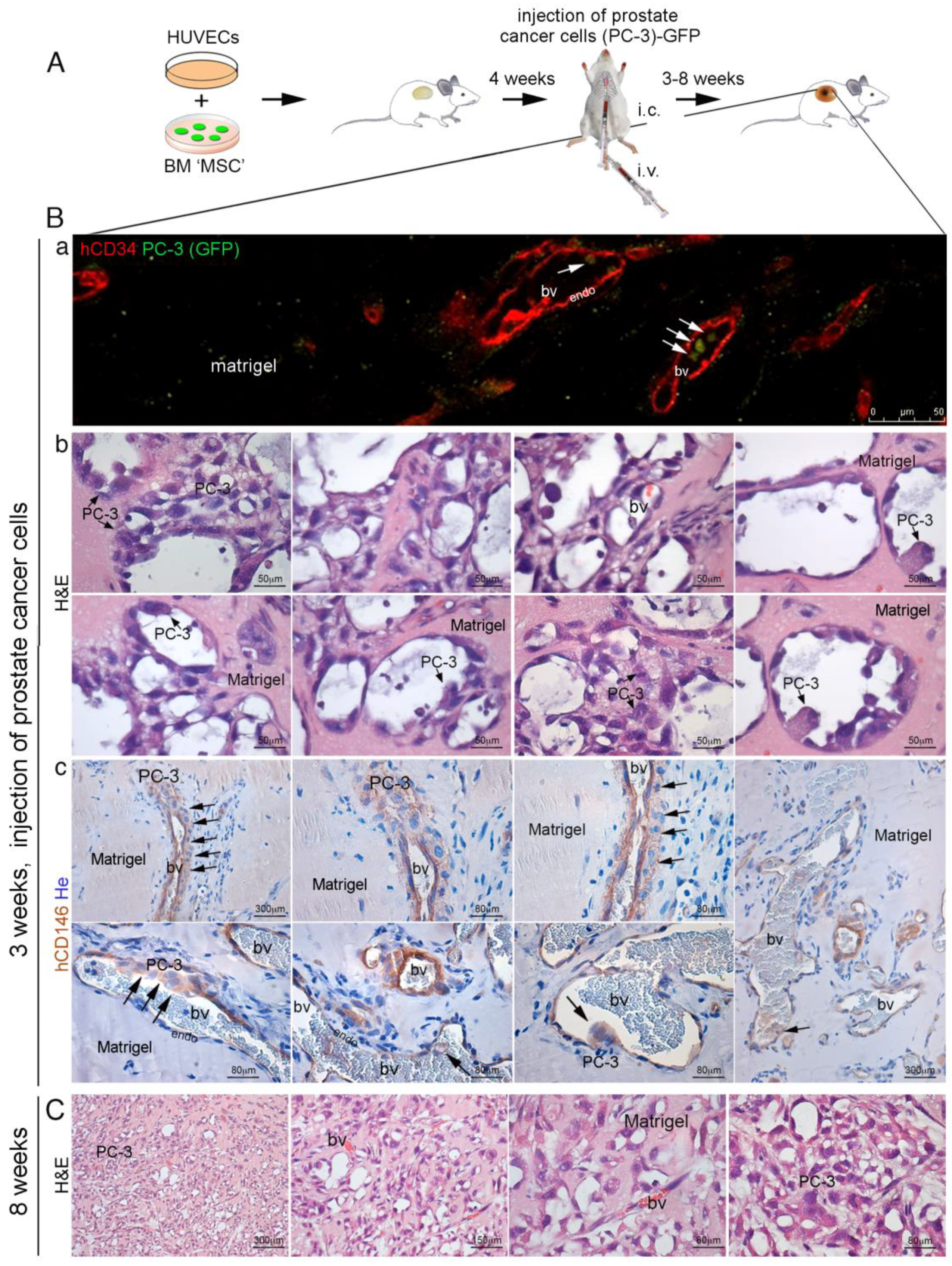 Cancers 11 00763 g008 Cancers 11 00763 g008