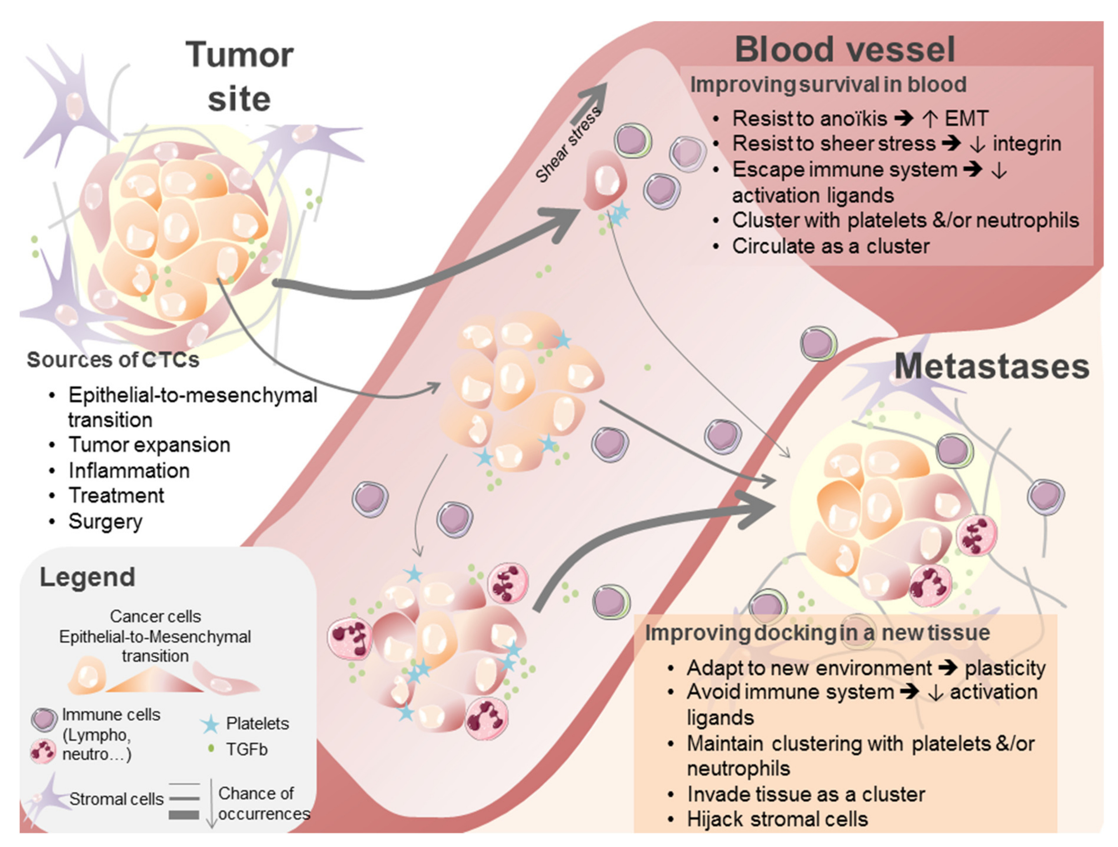 Cancers 11 00774 g002 Cancers 11 00774 g002