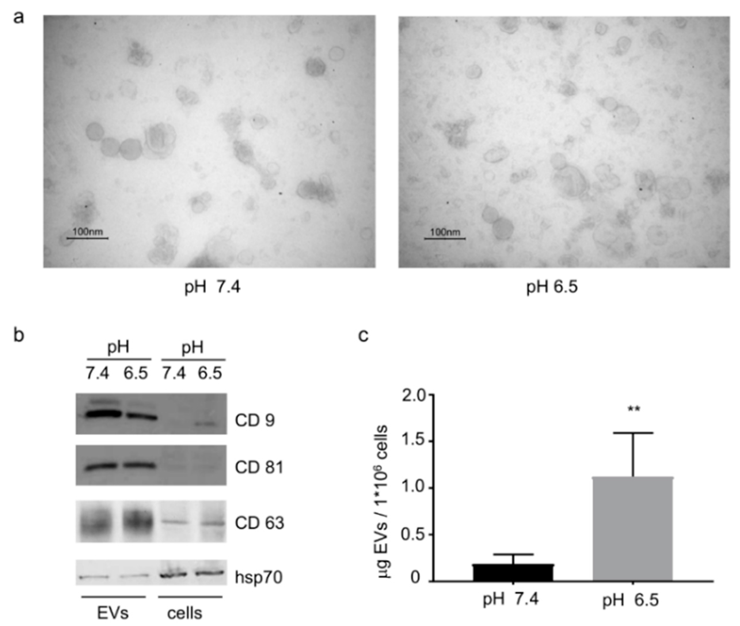 Cancers 11 00779 g001 Cancers 11 00779 g001