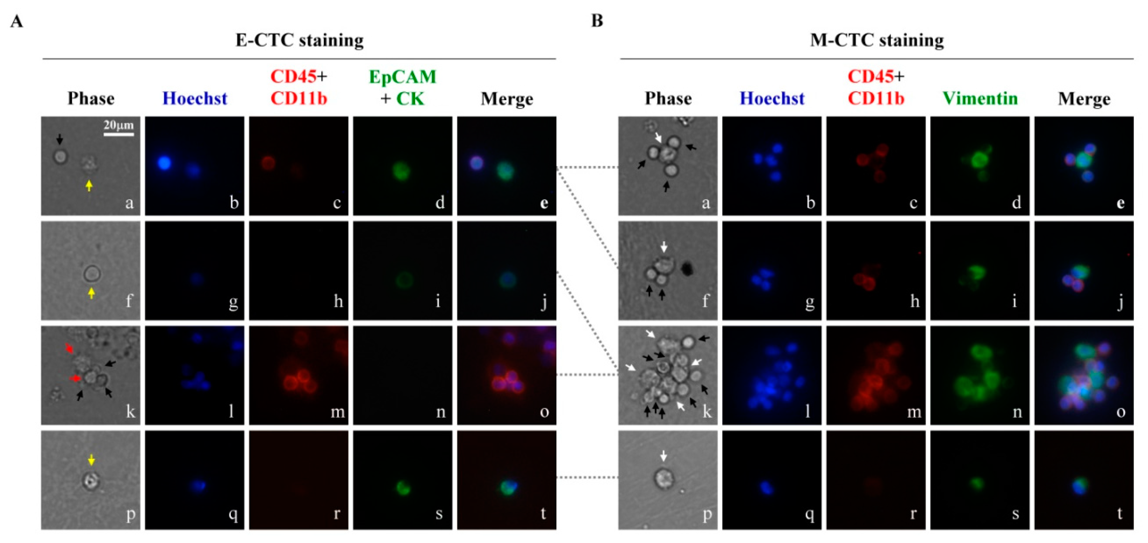 Cancers 11 00783 g002 Cancers 11 00783 g002