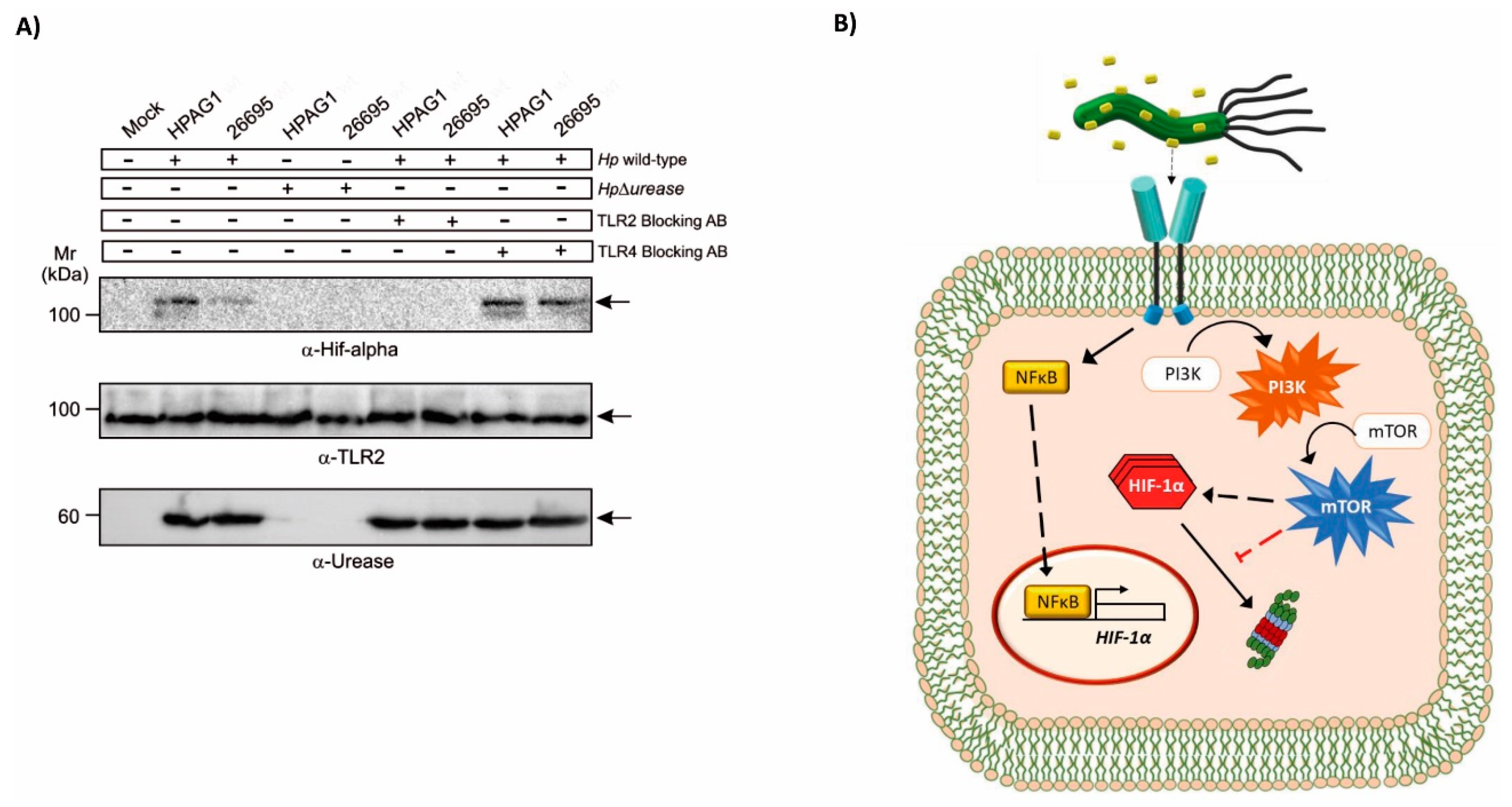 Cancers 11 00799 g005