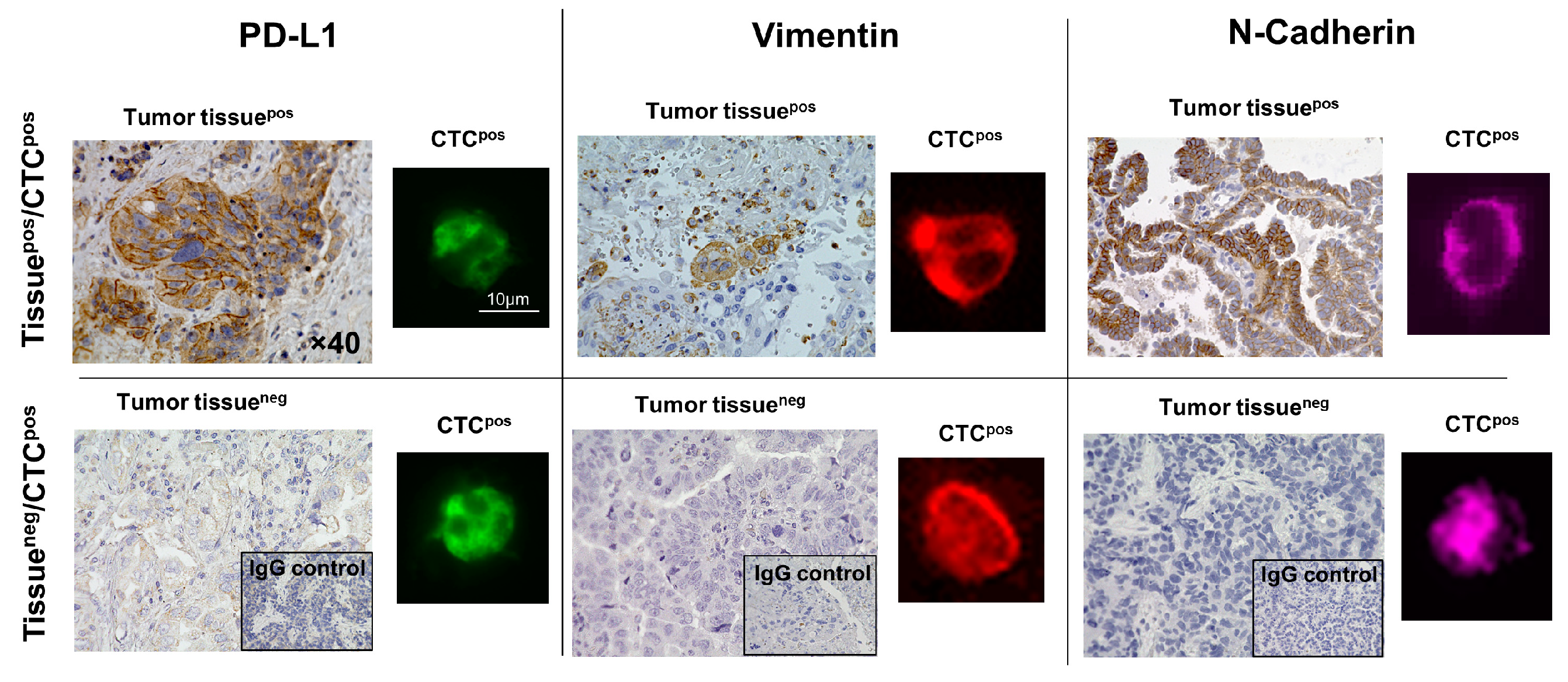Cancers 11 00806 g002