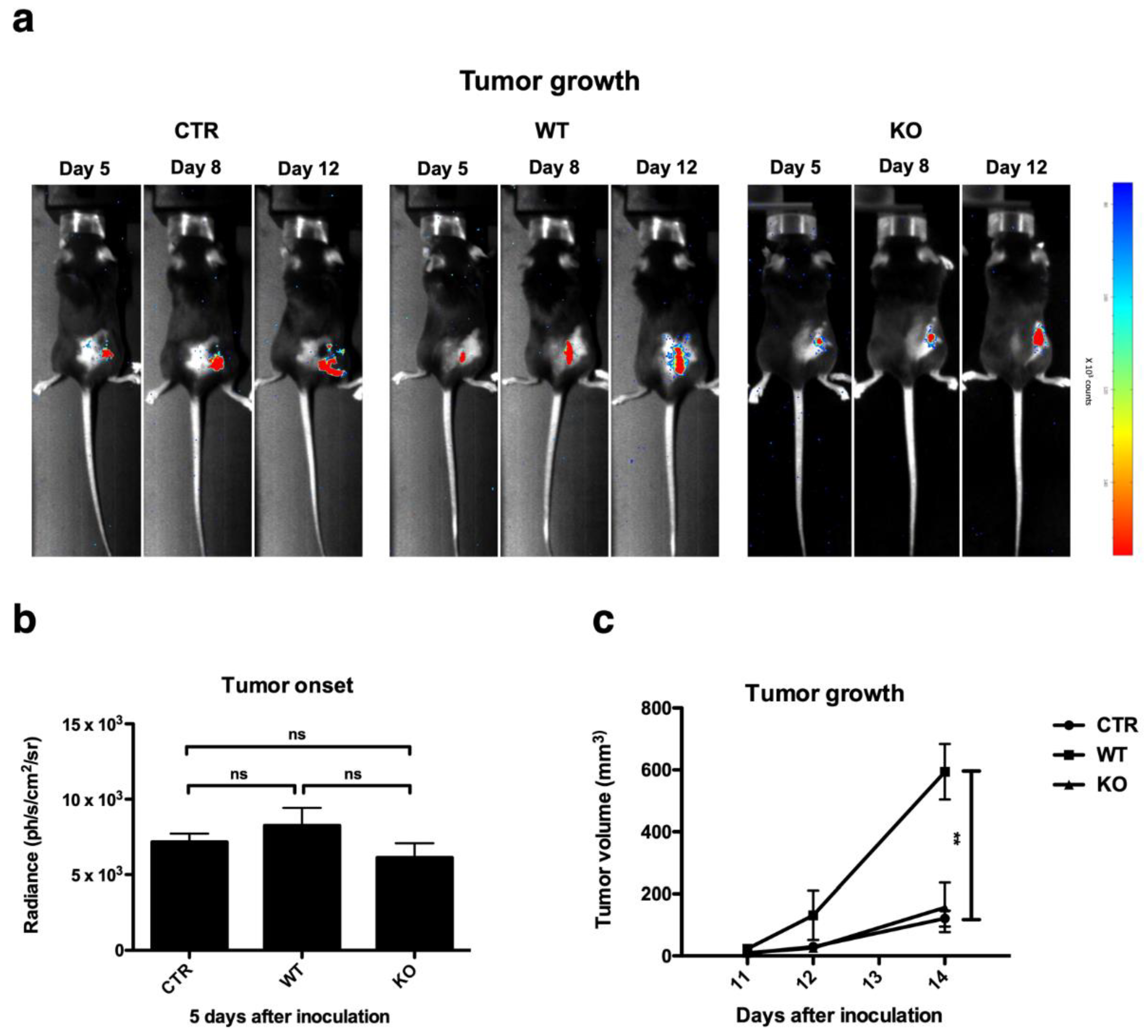 Cancers 11 00808 g004