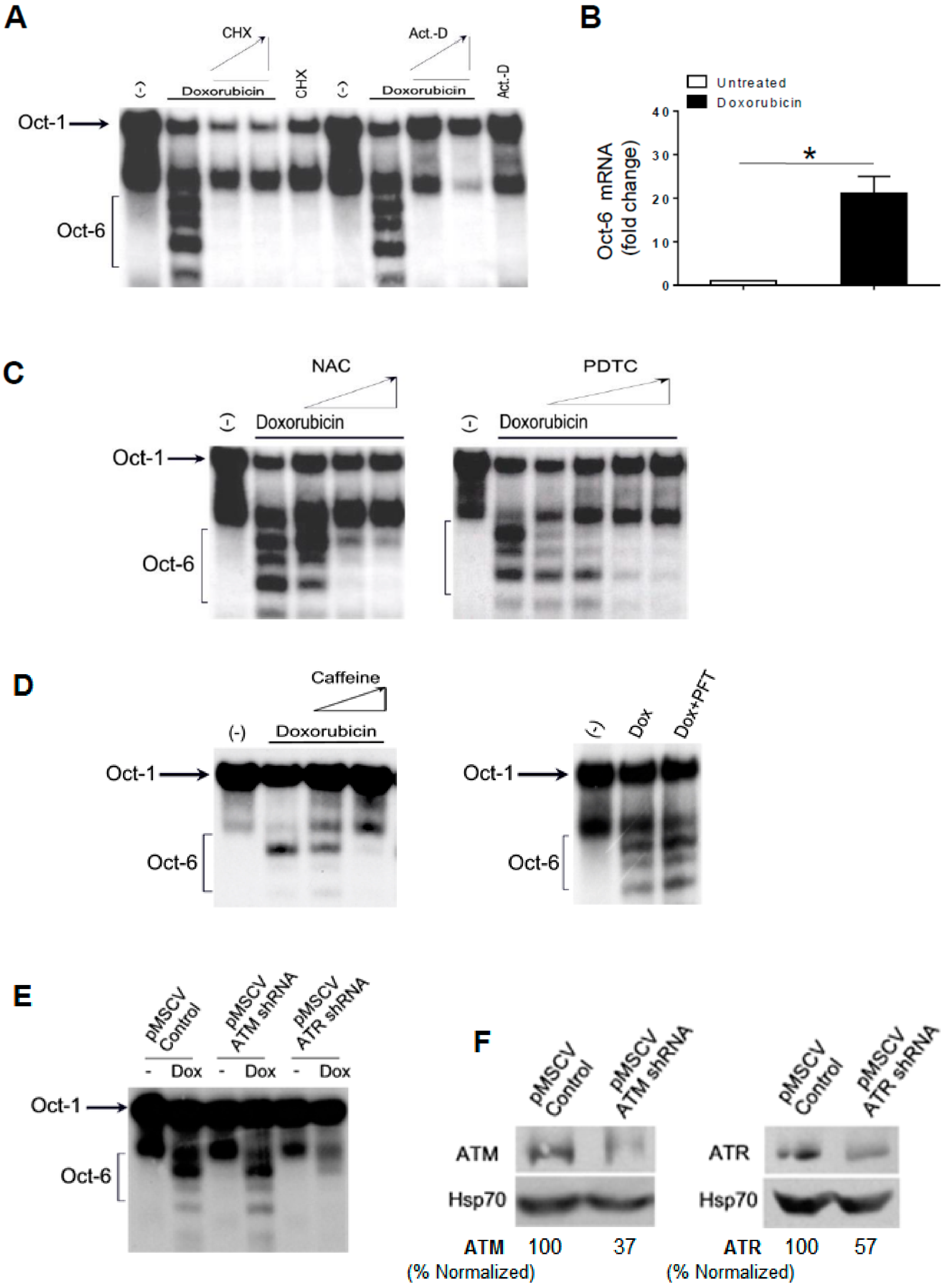 Cancers 11 00810 g002