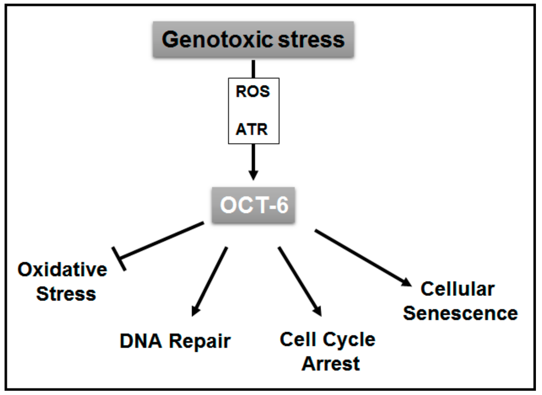 Cancers 11 00810 g006