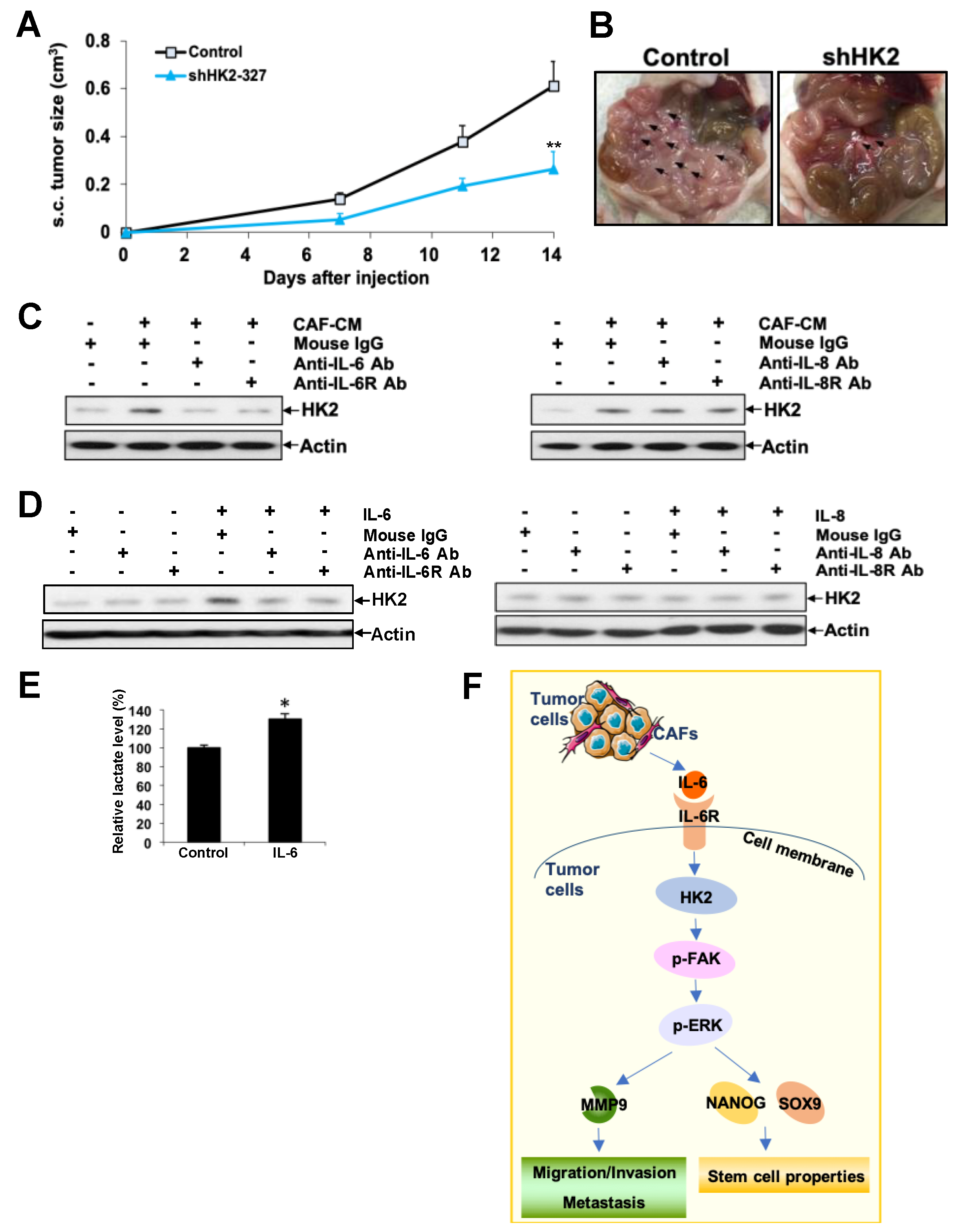 Cancers 11 00813 g006 Cancers 11 00813 g006