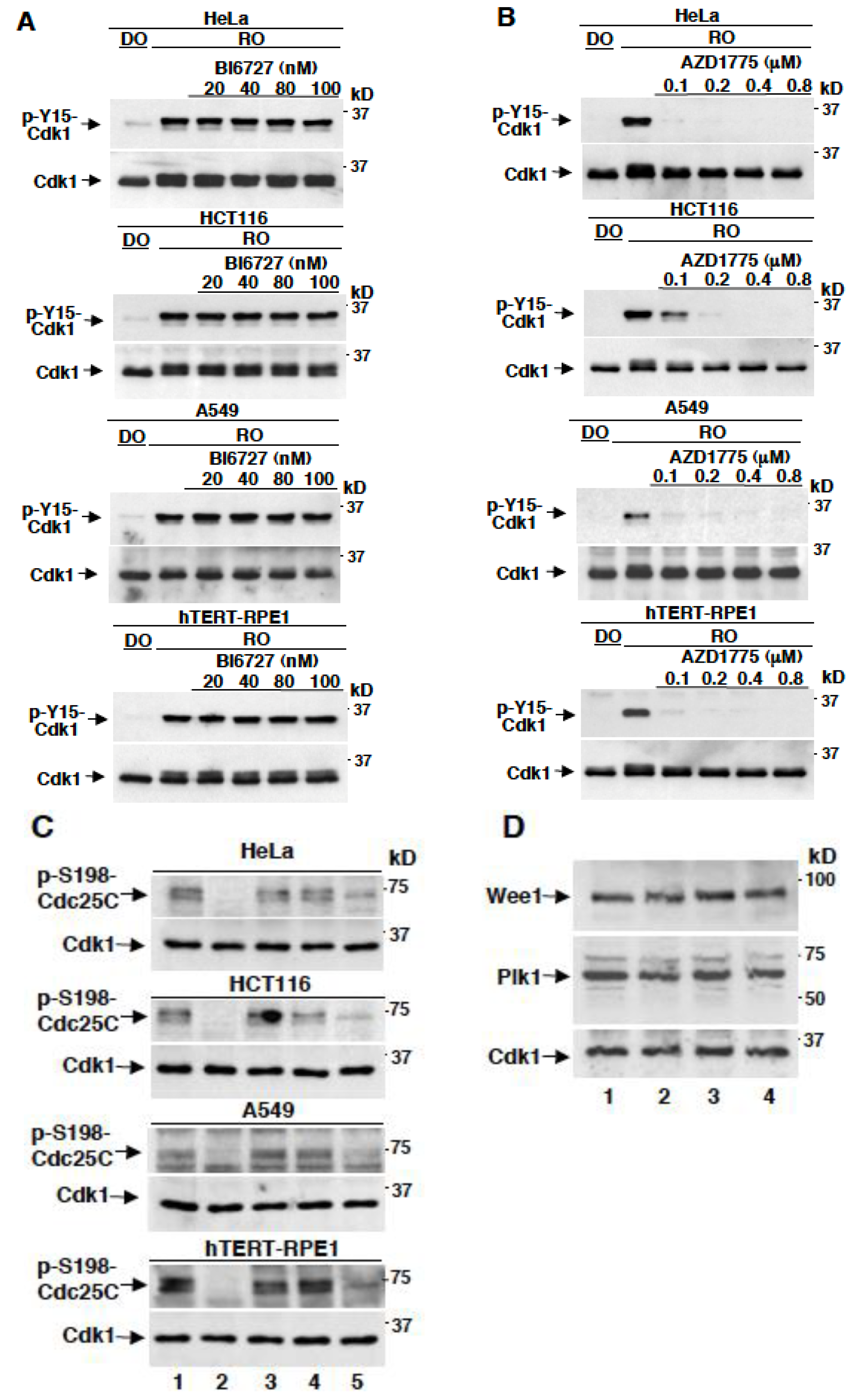 Cancers 11 00819 g002 Cancers 11 00819 g002