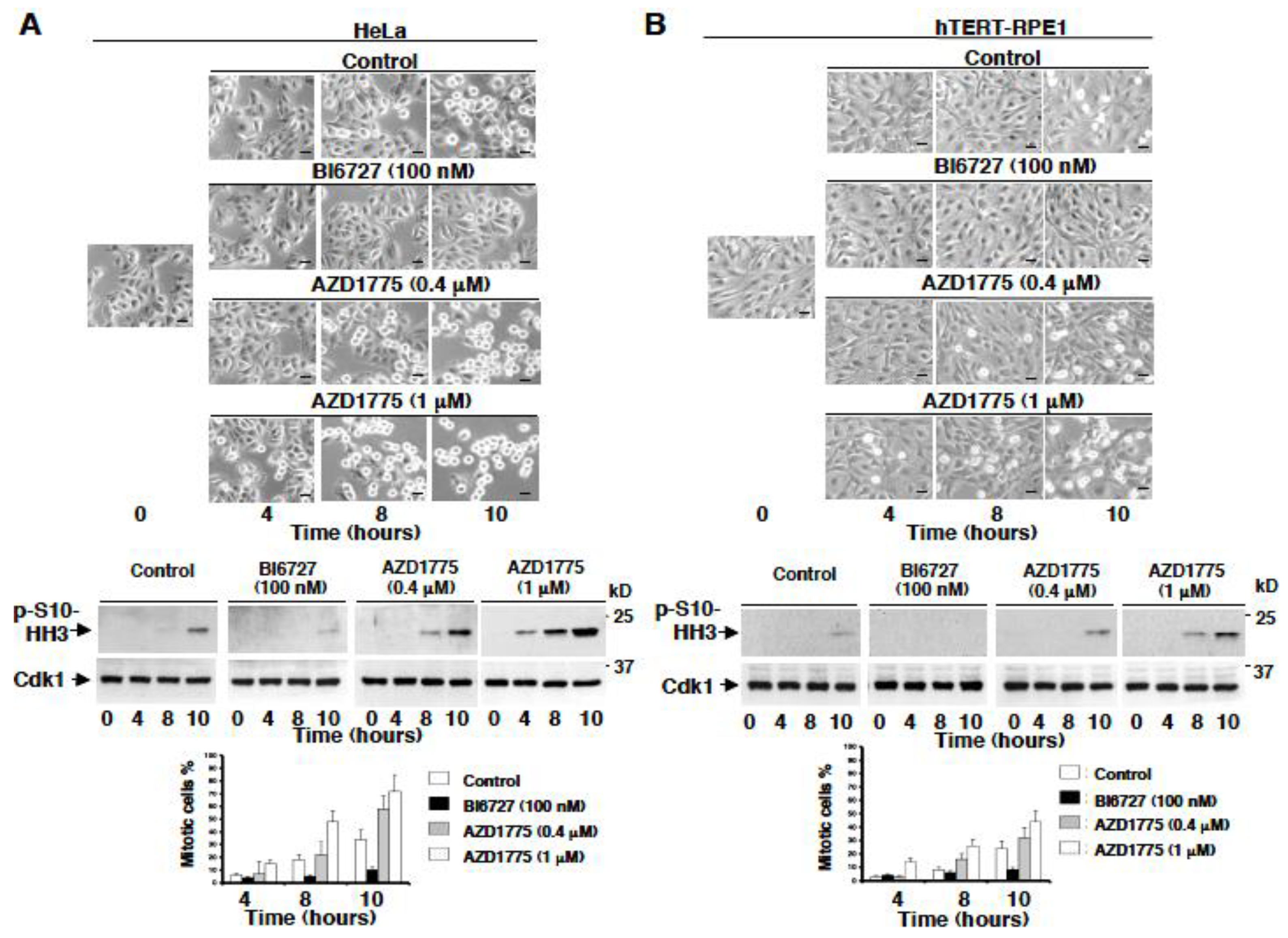 Cancers 11 00819 g003 Cancers 11 00819 g003