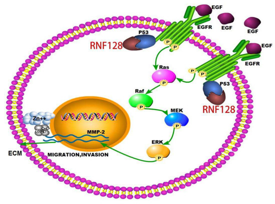 RNF128 Promotes Invasion and Metastasis Via the EGFR/MAPK/MMP-2 Pathway ...