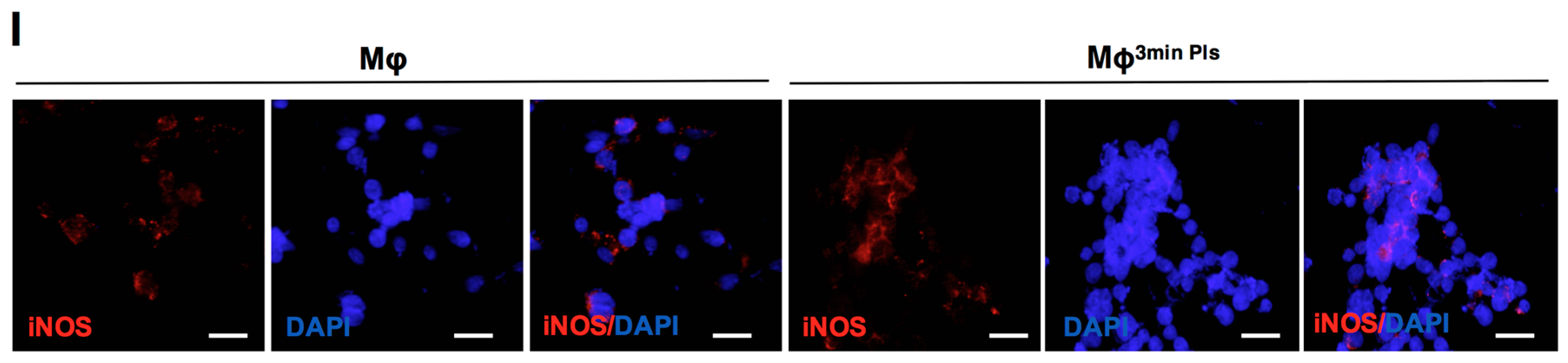 Cancers 11 00842 g004b