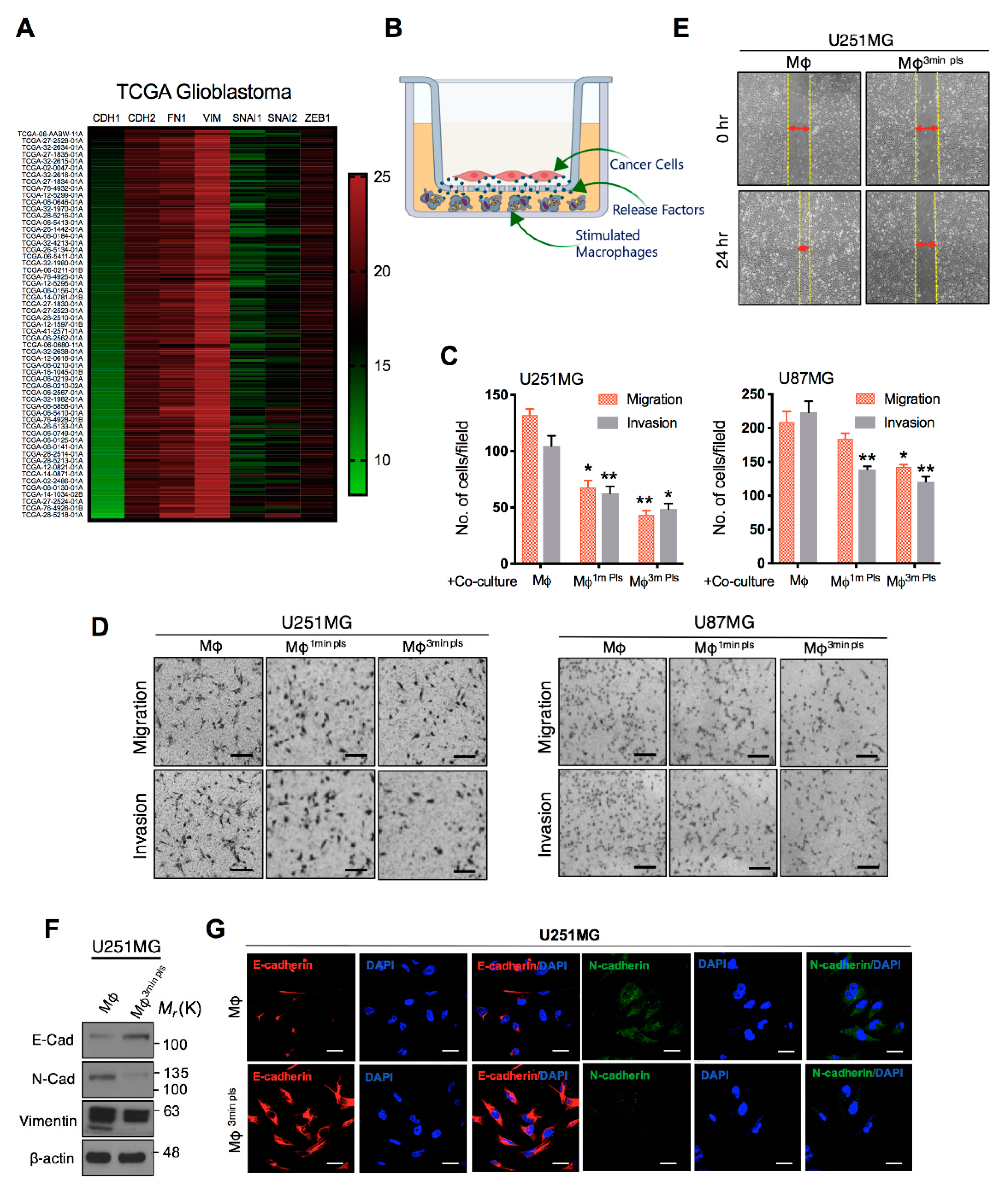 Cancers 11 00842 g005
