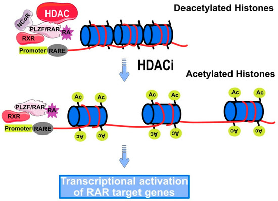 Cancers Free Full Text Epigenetic Regulation Of Trail Signaling Implication For Cancer Therapy Html