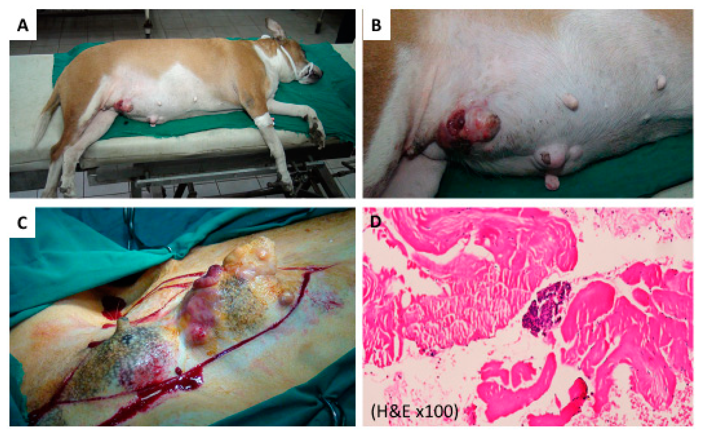 Cancers 11 00851 g002