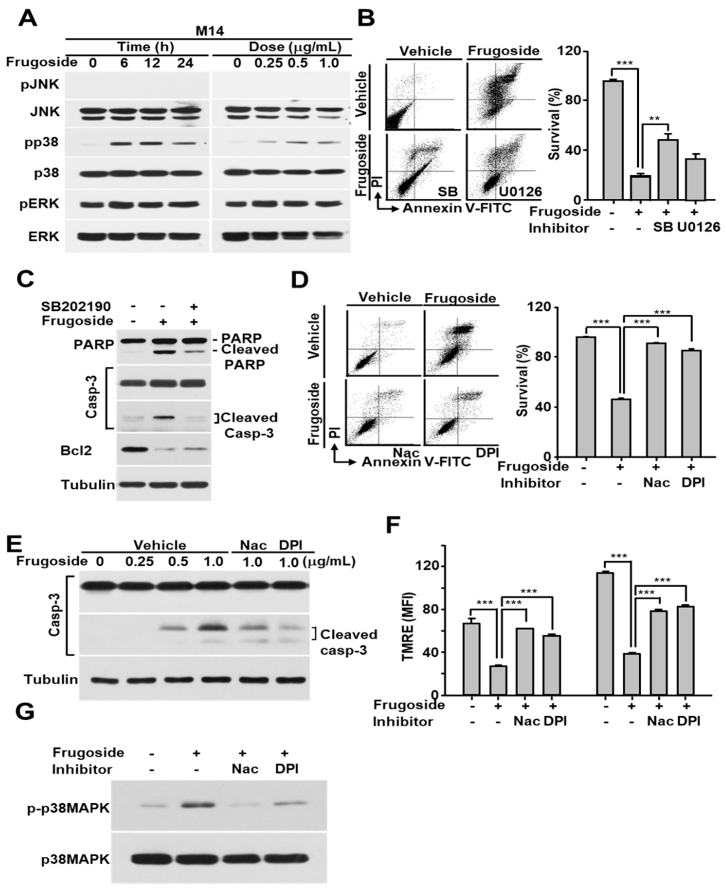 Cancers 11 00854 g004 Cancers 11 00854 g004
