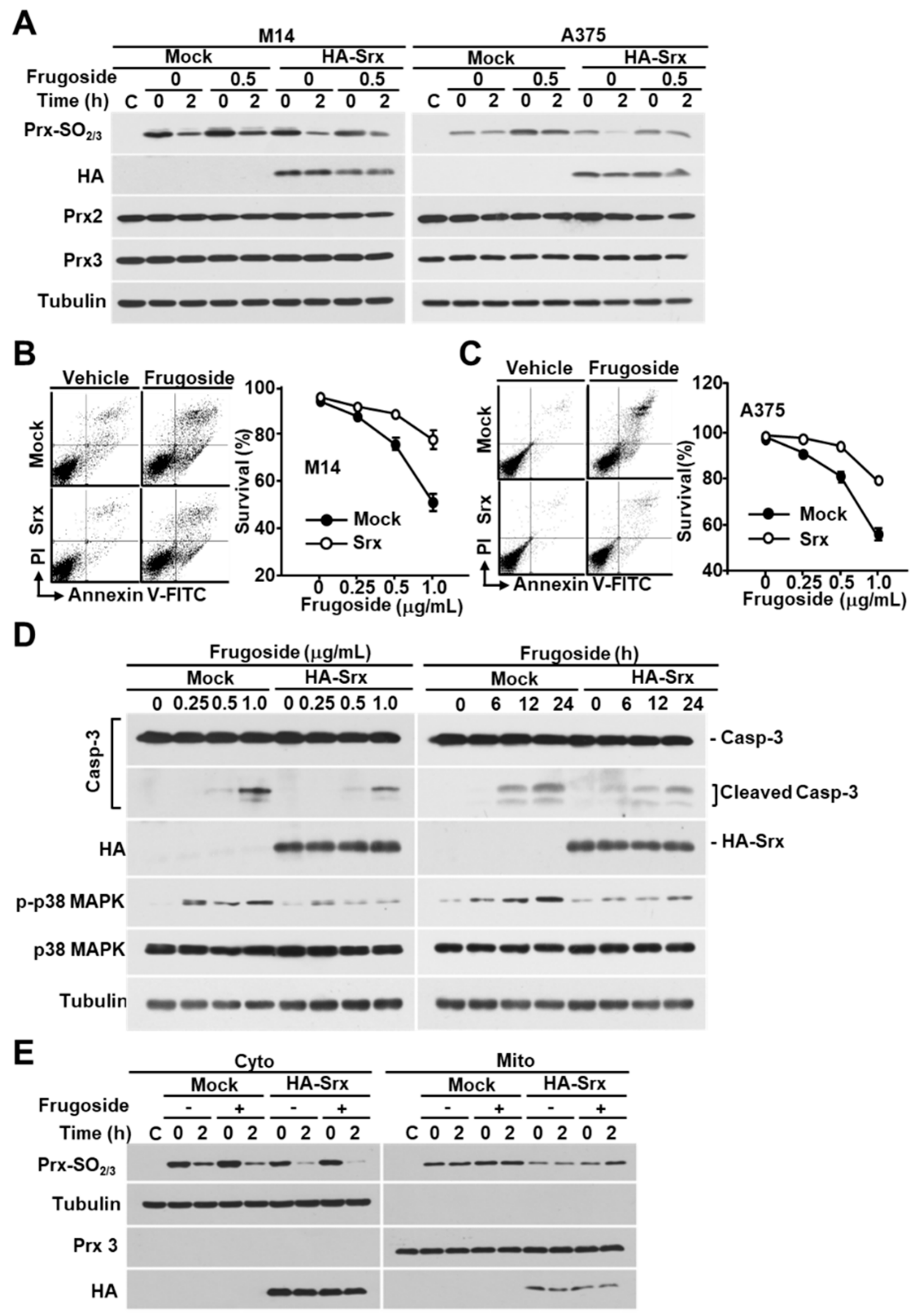 Cancers 11 00854 g005 Cancers 11 00854 g005