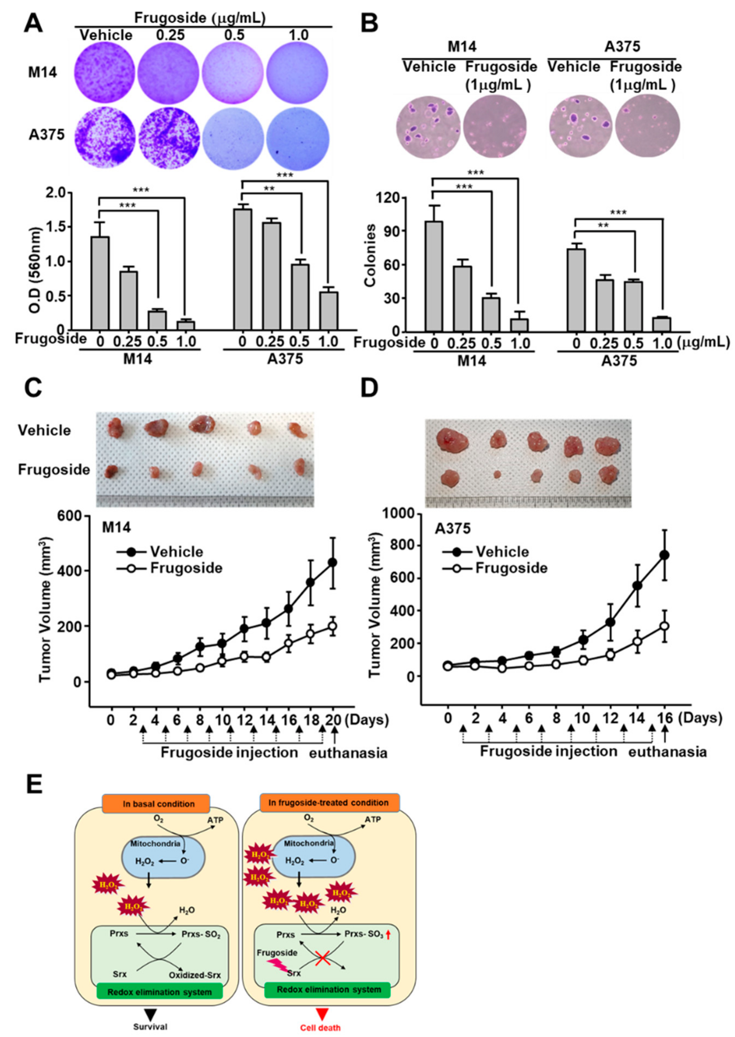 Cancers 11 00854 g006 Cancers 11 00854 g006
