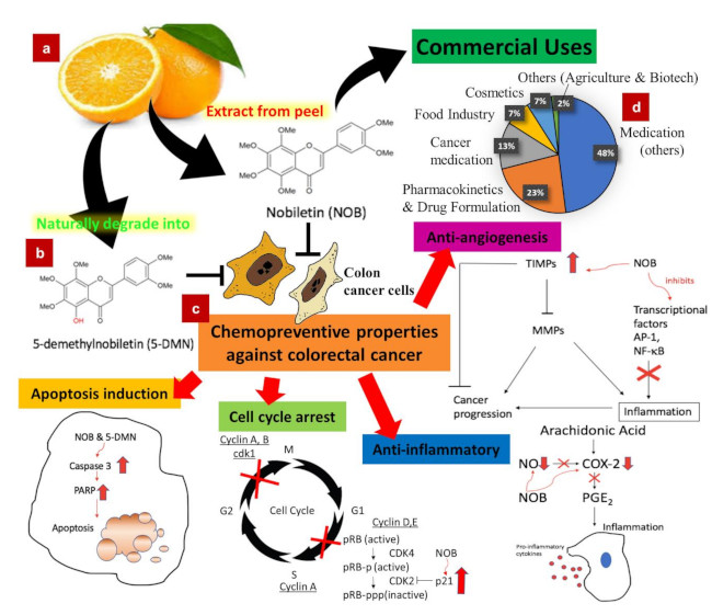 Cancers Free FullText Nobiletin and Derivatives Functional