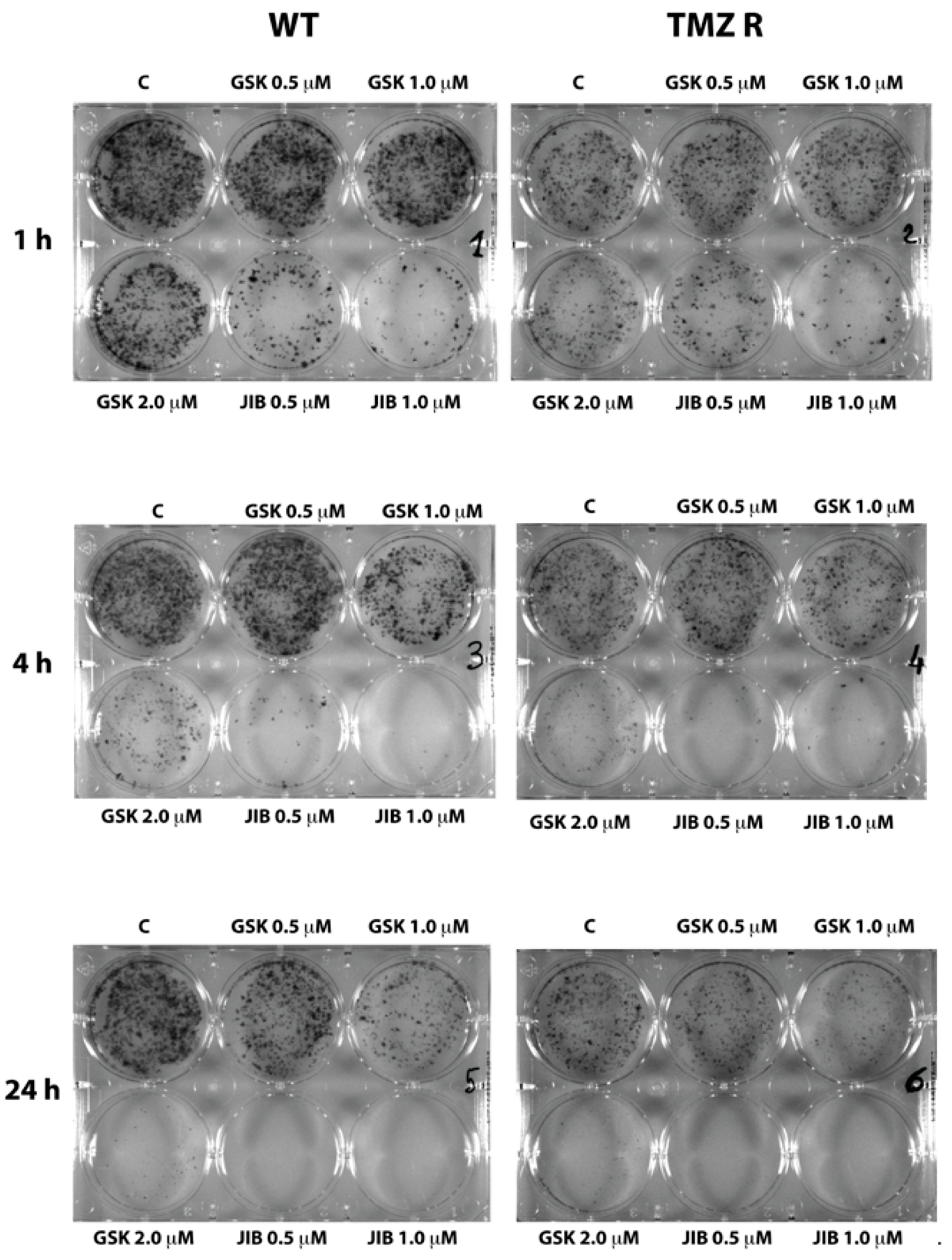 Cancers 11 00878 g005 Cancers 11 00878 g005