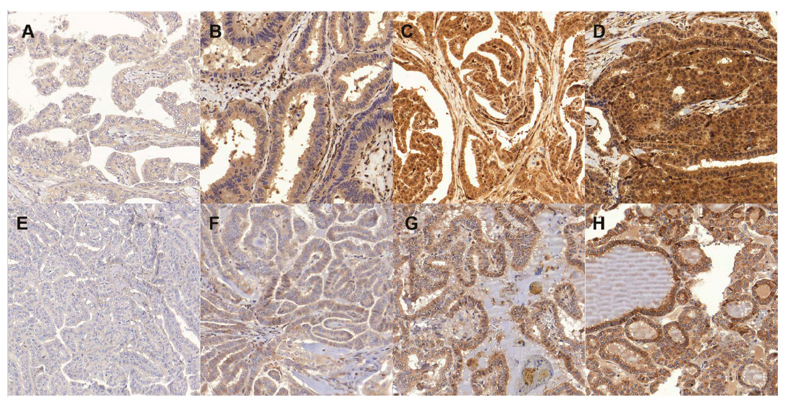 Cancers 11 00885 g001 Cancers 11 00885 g001