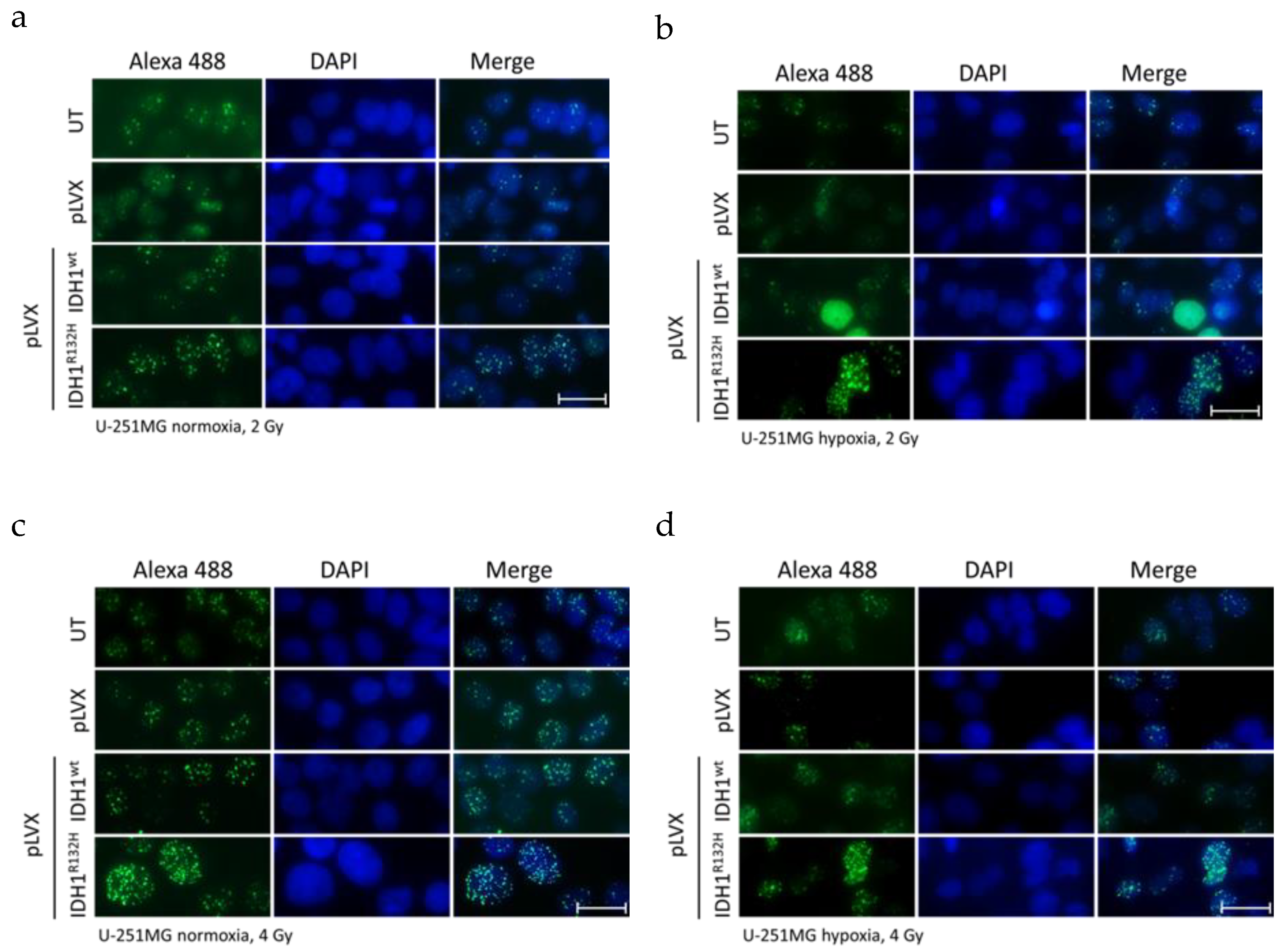 Cancers Free Full Text Radiosensitization And A Less Aggressive