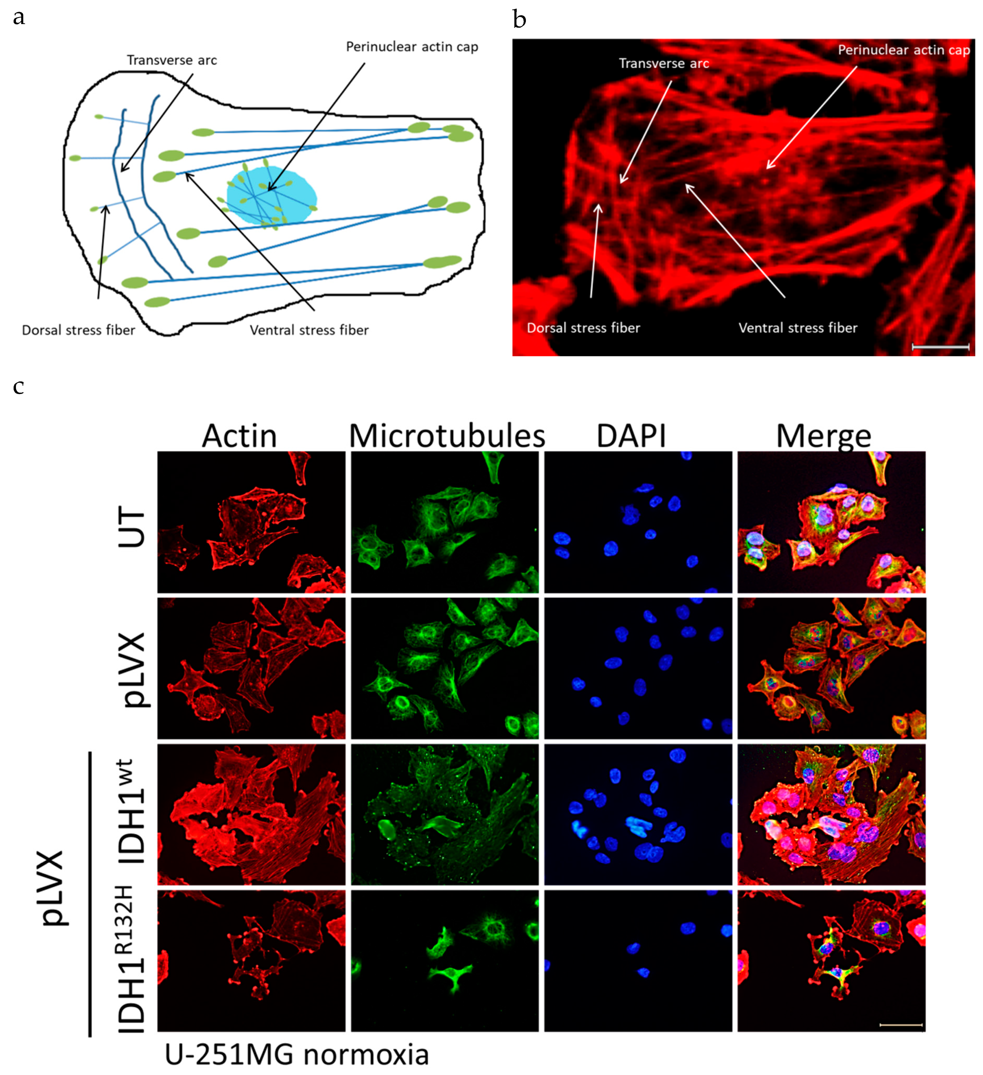Cancers 11 00889 g005 Cancers 11 00889 g005