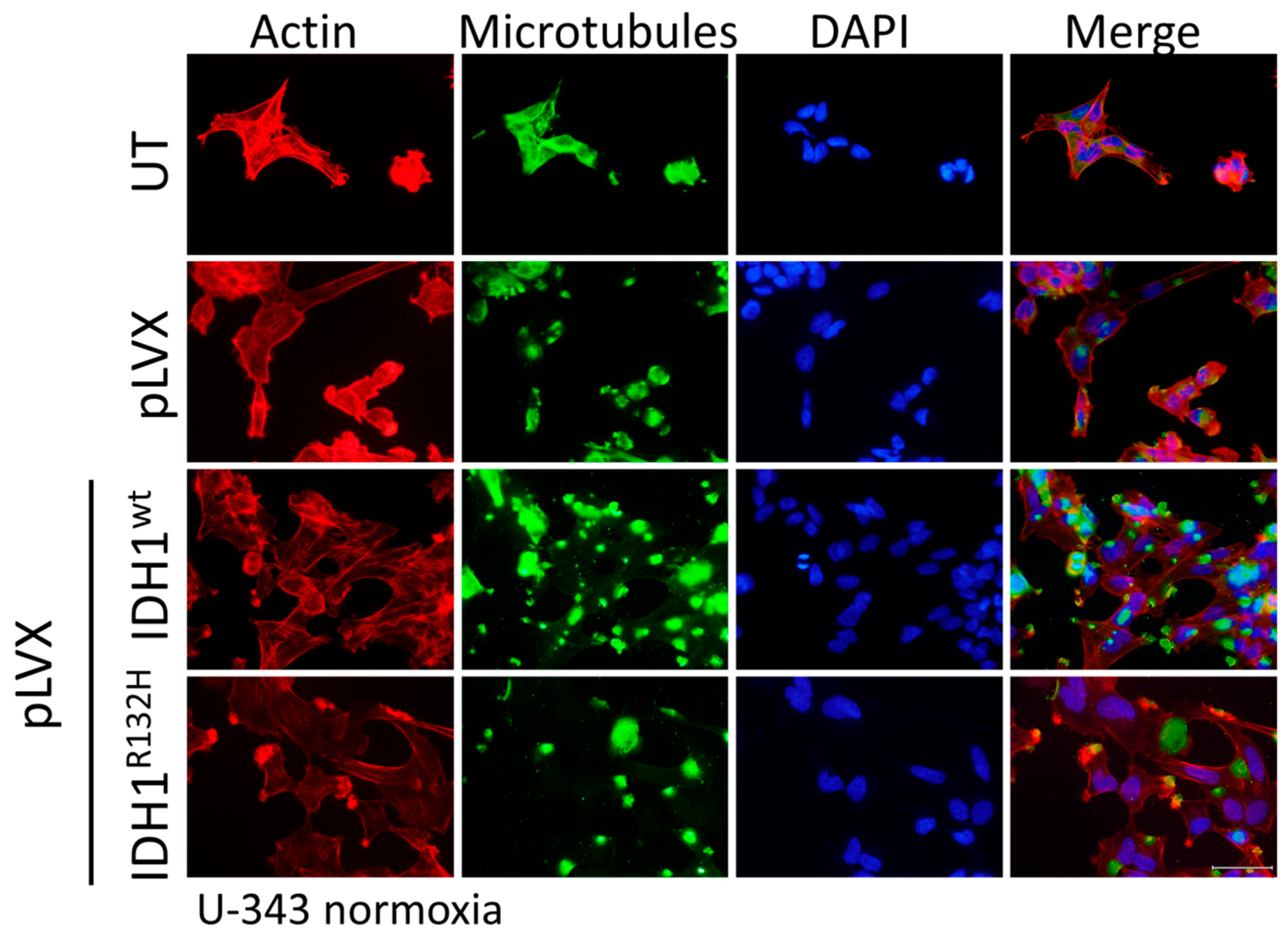Cancers 11 00889 g0a4 Cancers 11 00889 g0a4