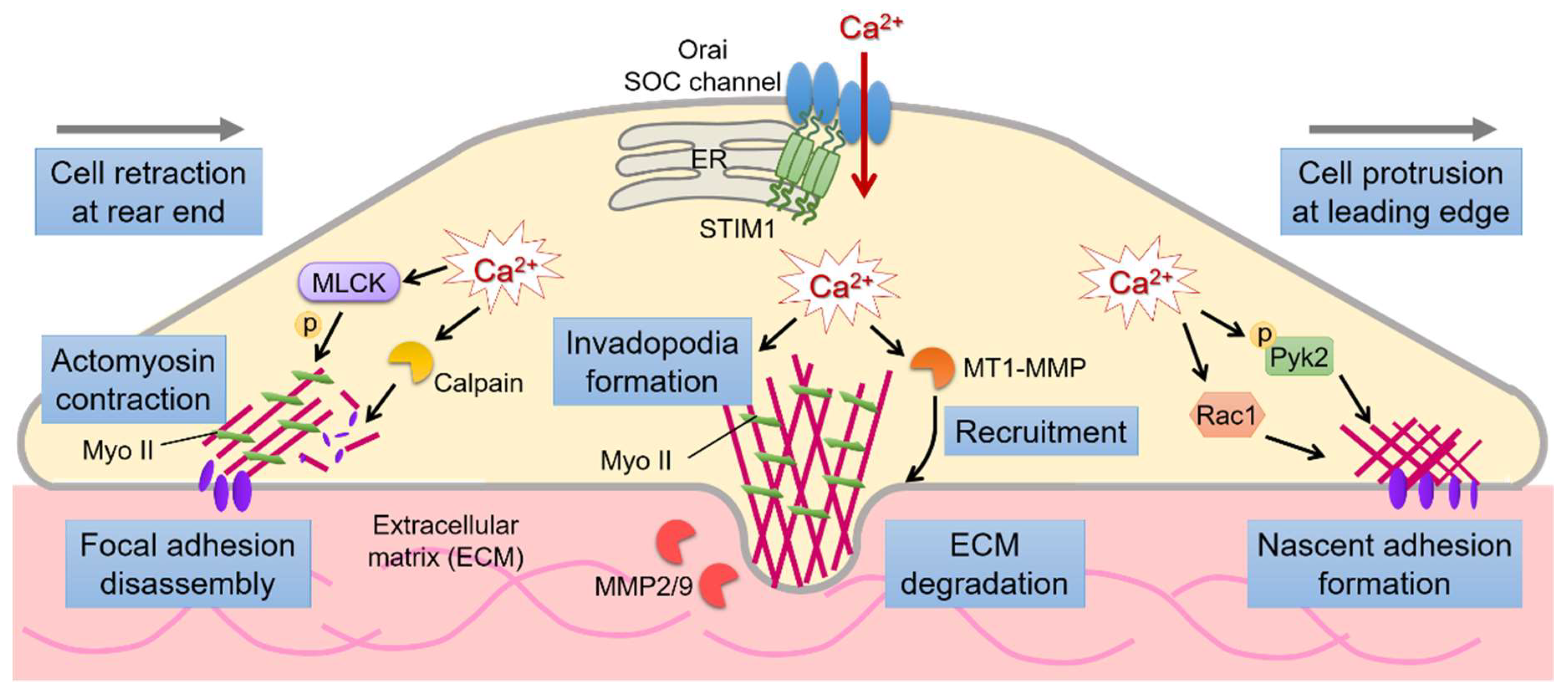 Cancers 11 00899 g001 Cancers 11 00899 g001