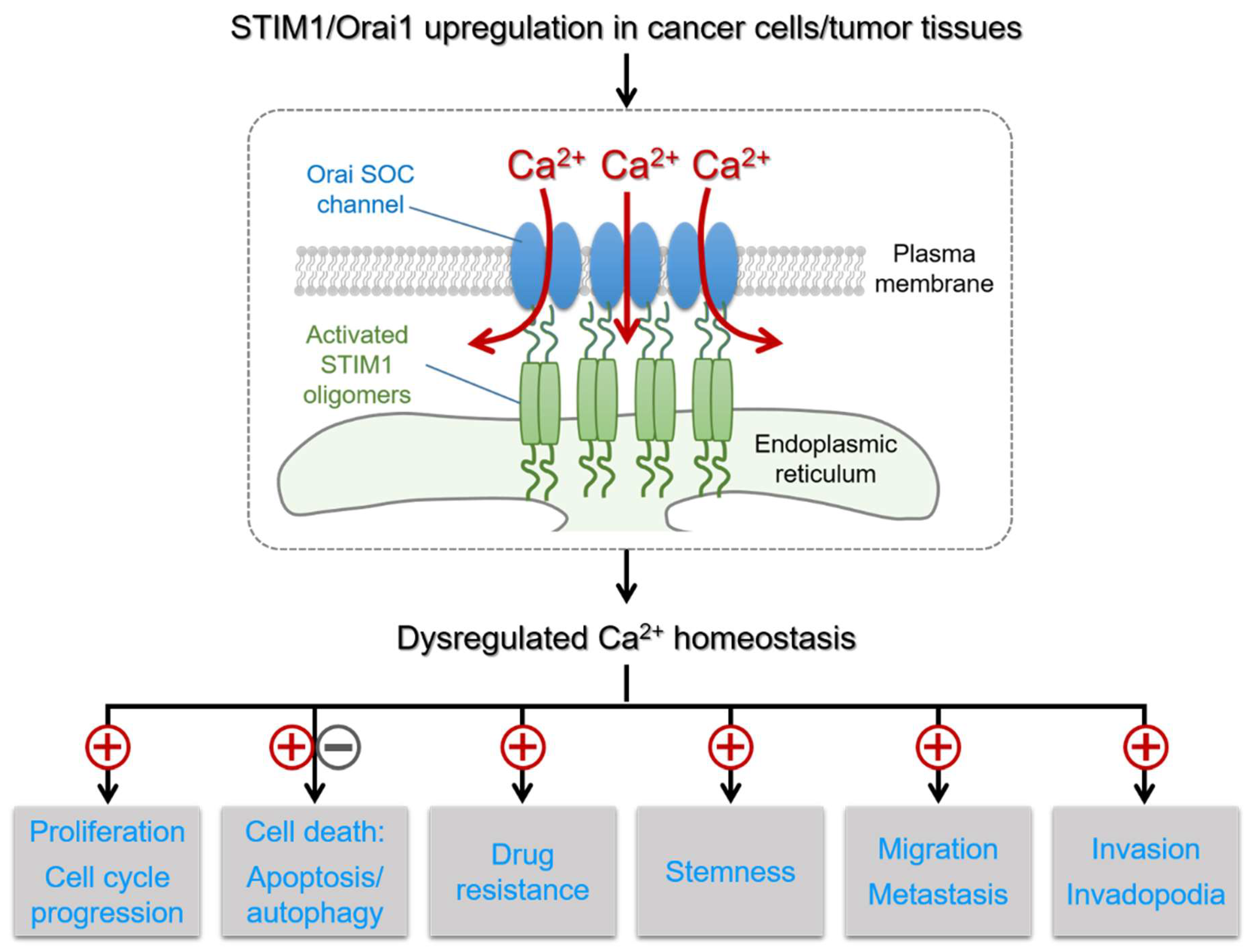 Cancers 11 00899 g002 Cancers 11 00899 g002