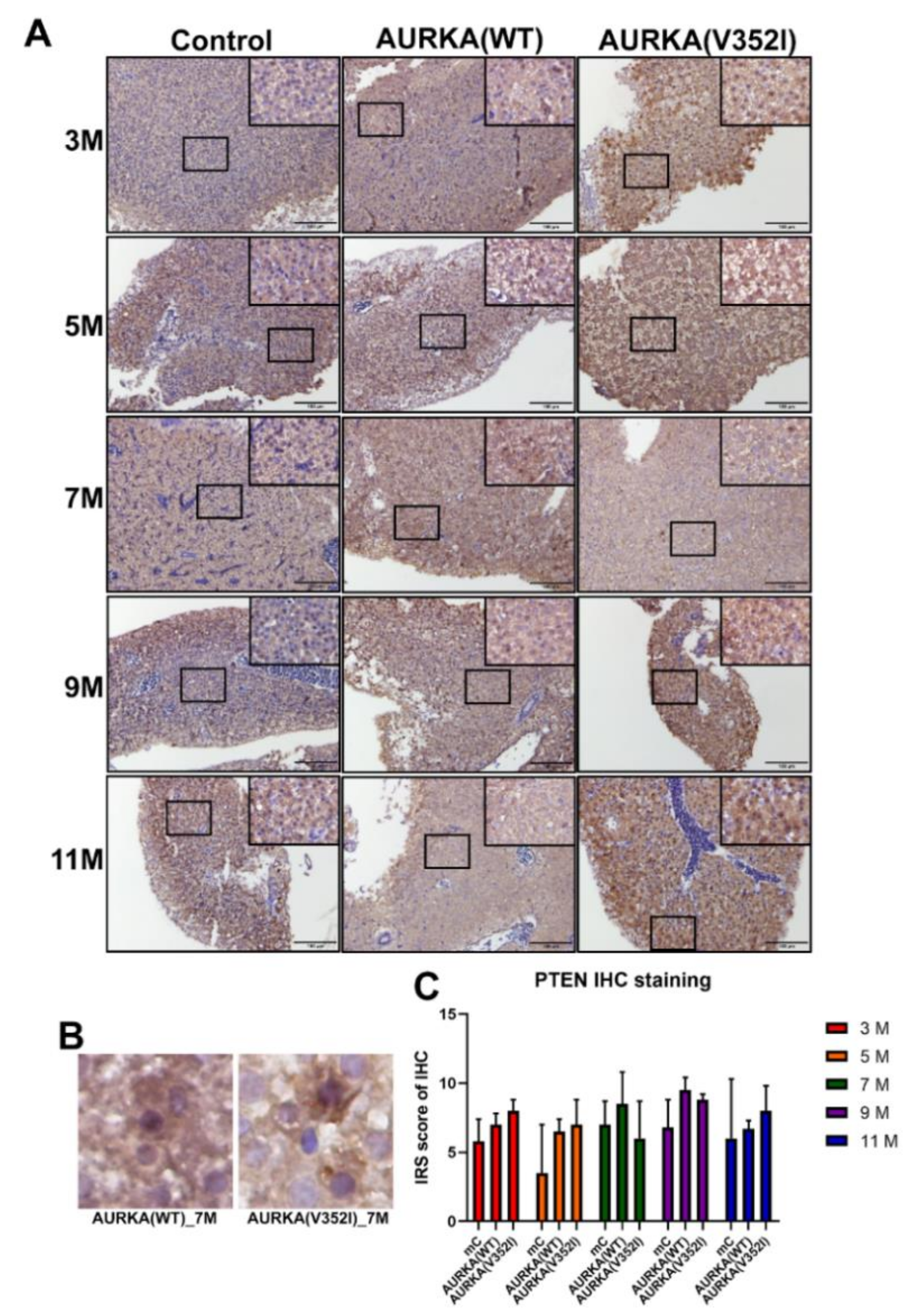 Cancers 11 00927 g009 Cancers 11 00927 g009