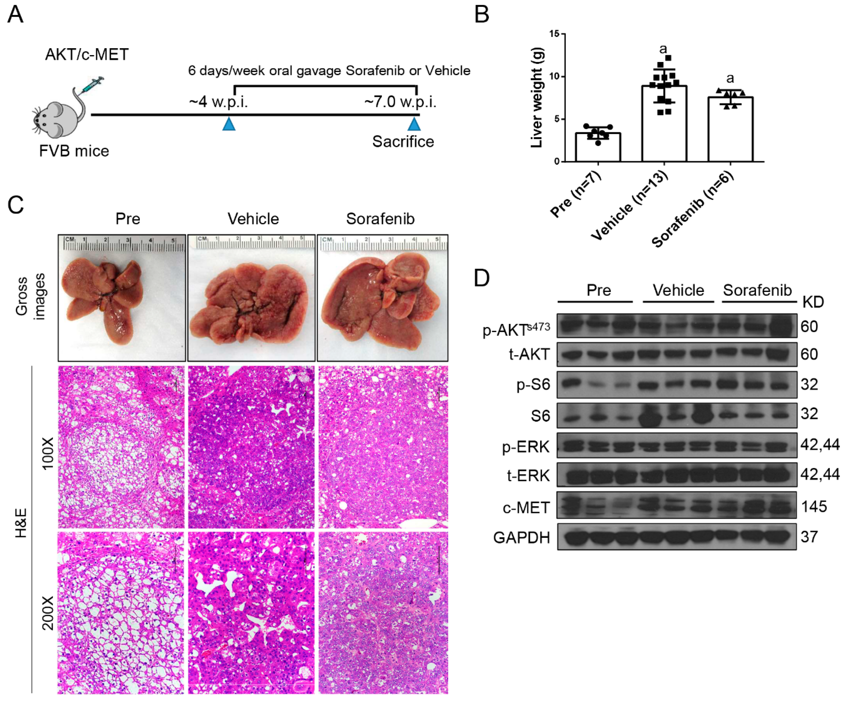 Cancers 11 00930 g001