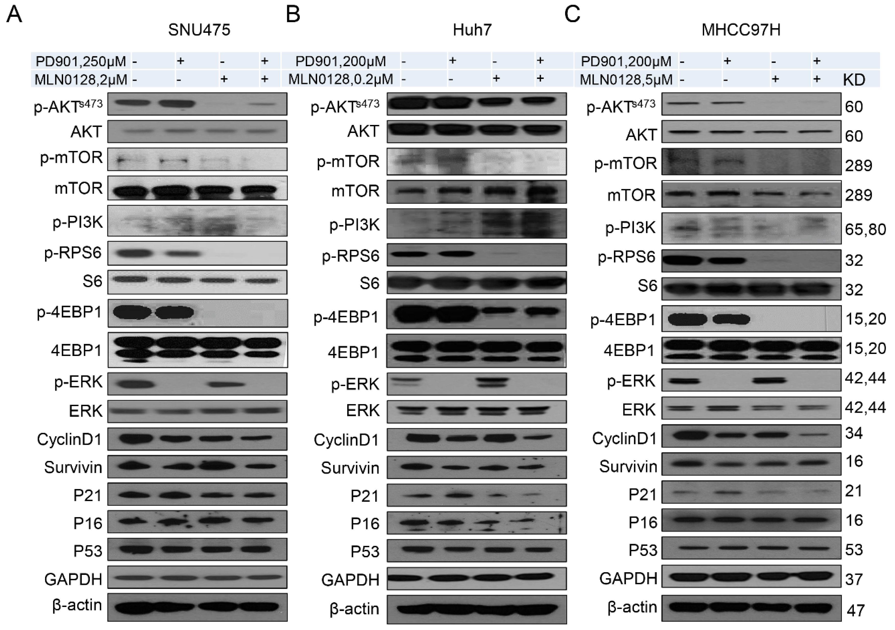 Cancers 11 00930 g004