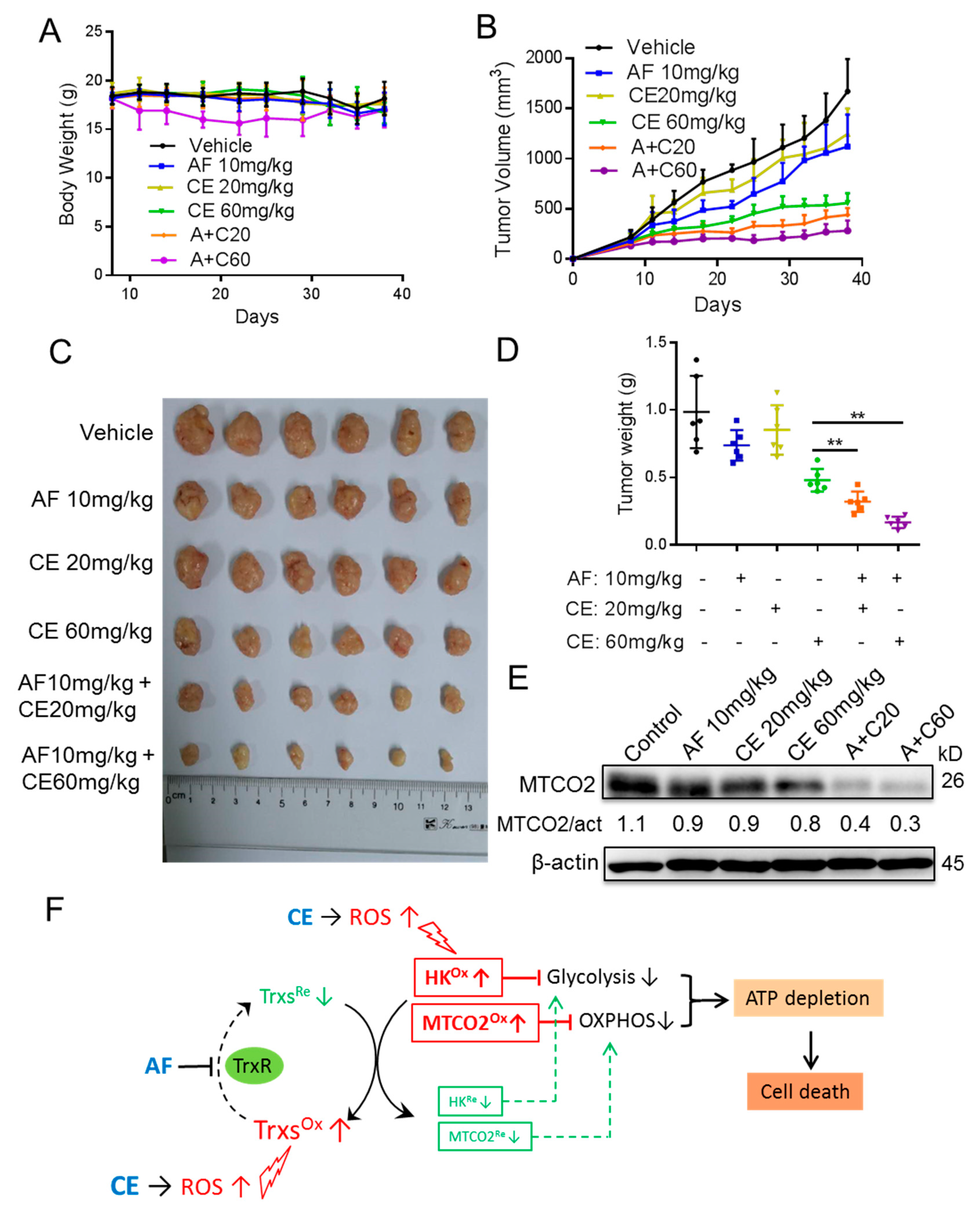 Cancers 11 00931 g006