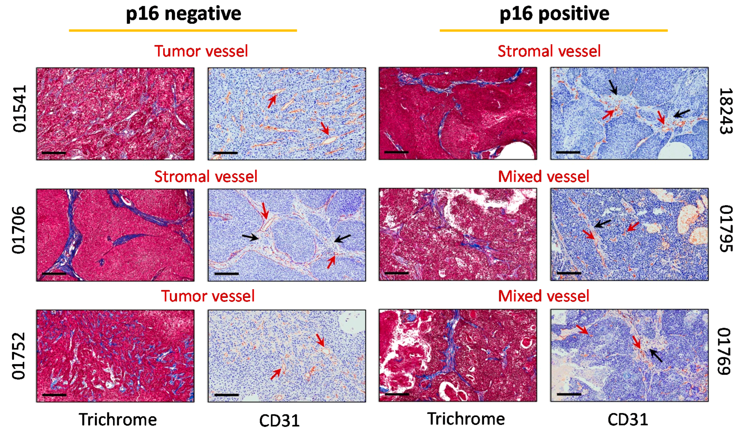 Cancers 11 00951 g002 Cancers 11 00951 g002