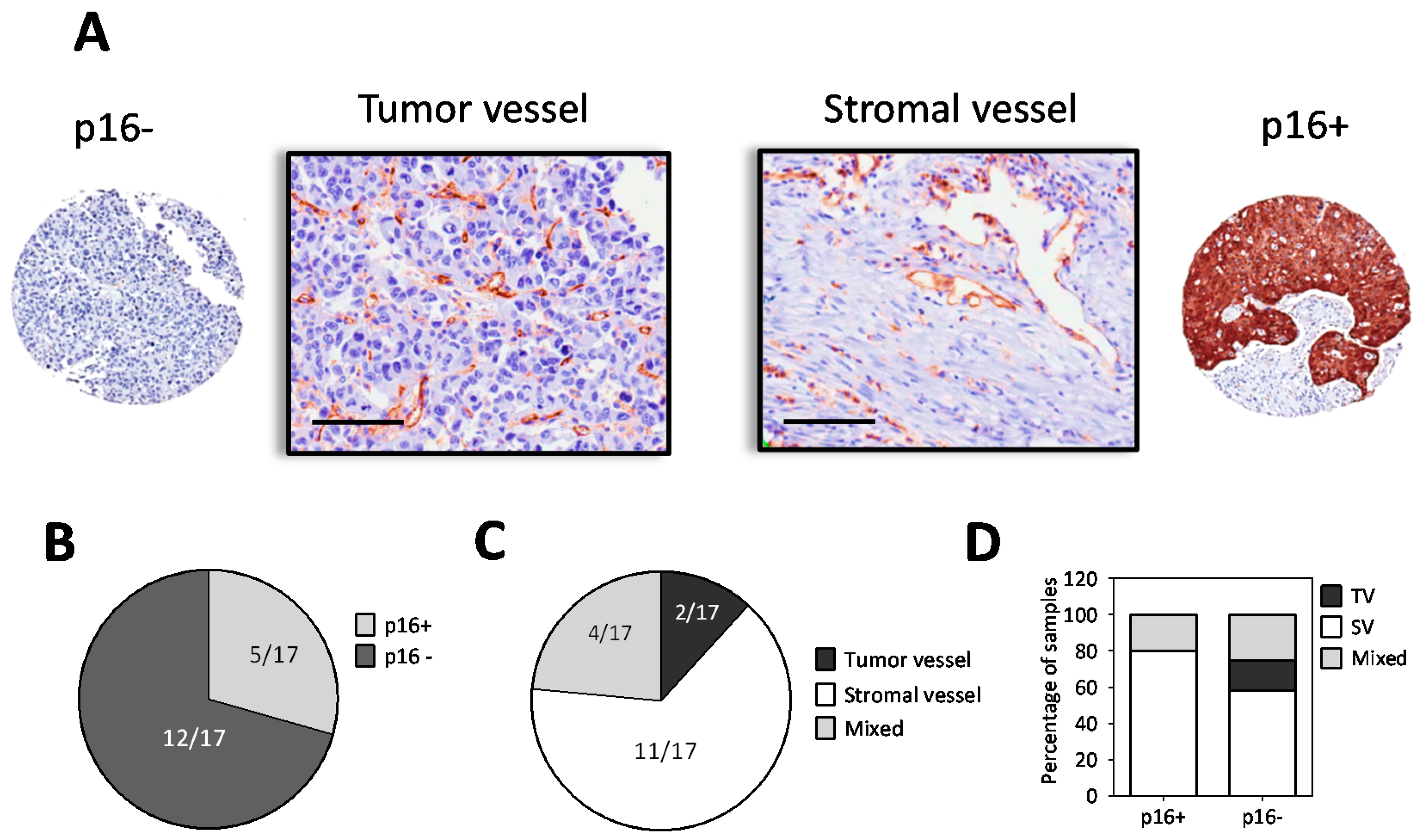 Cancers 11 00951 g003 Cancers 11 00951 g003