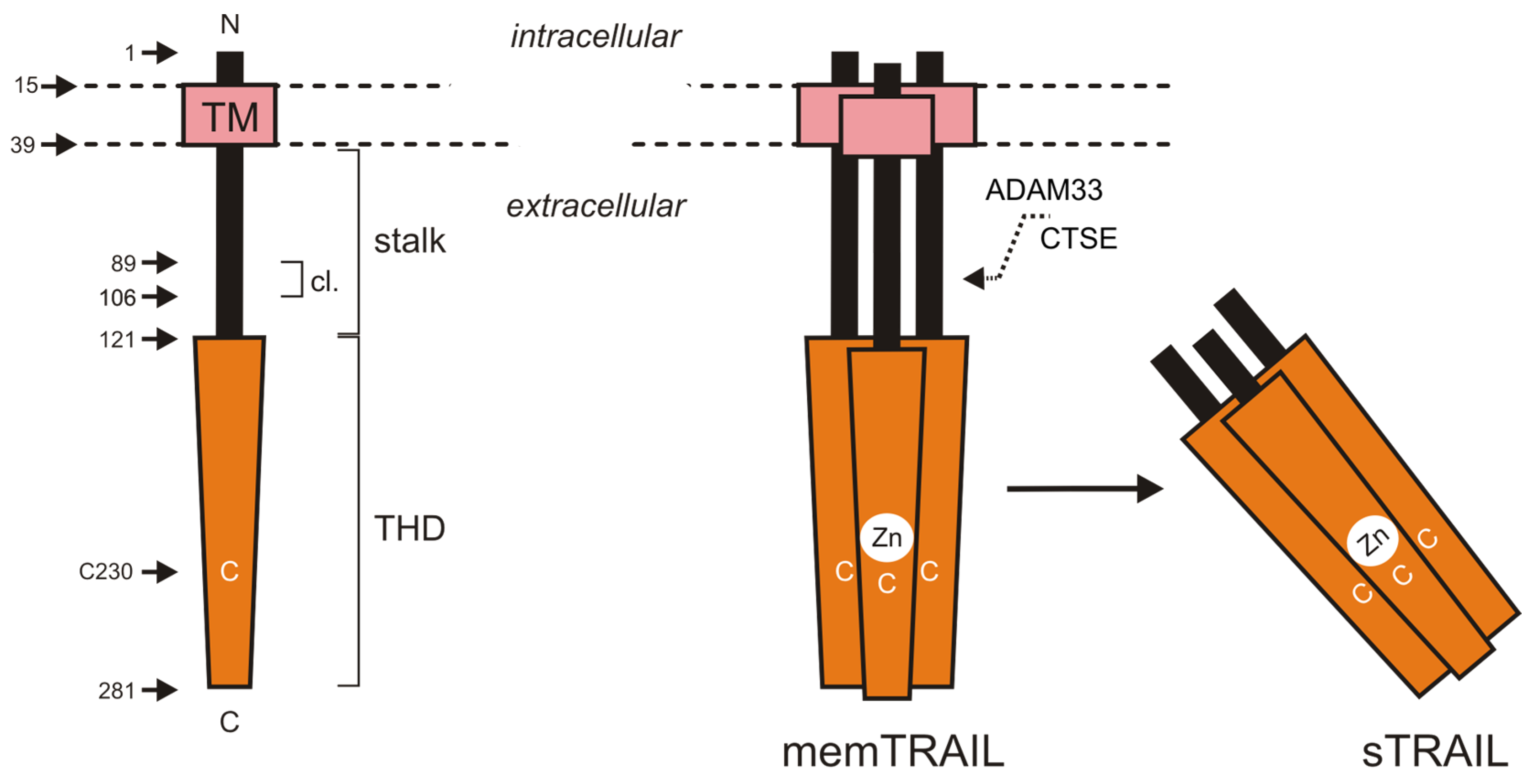 Cancers 11 00954 g001