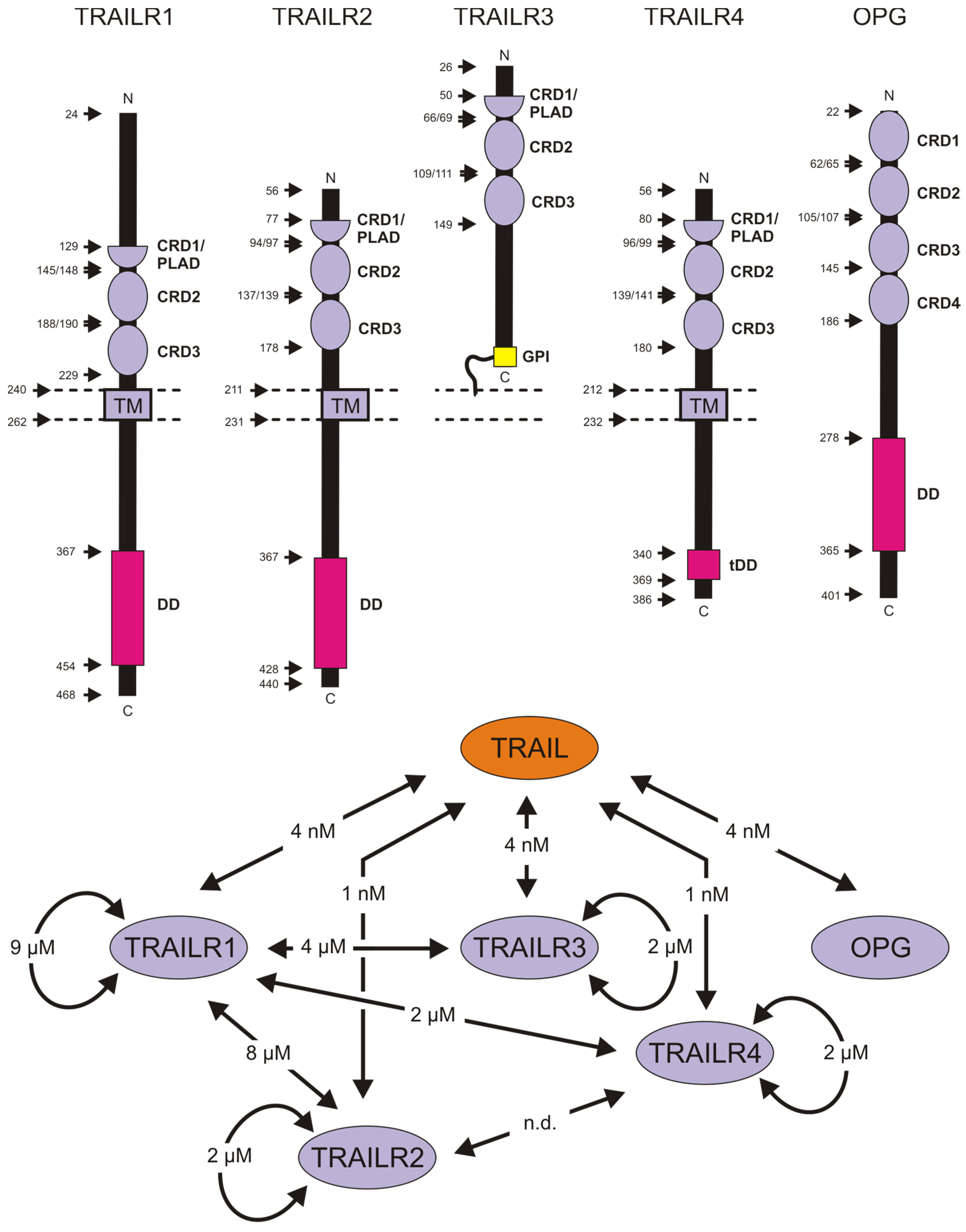 Cancers 11 00954 g002