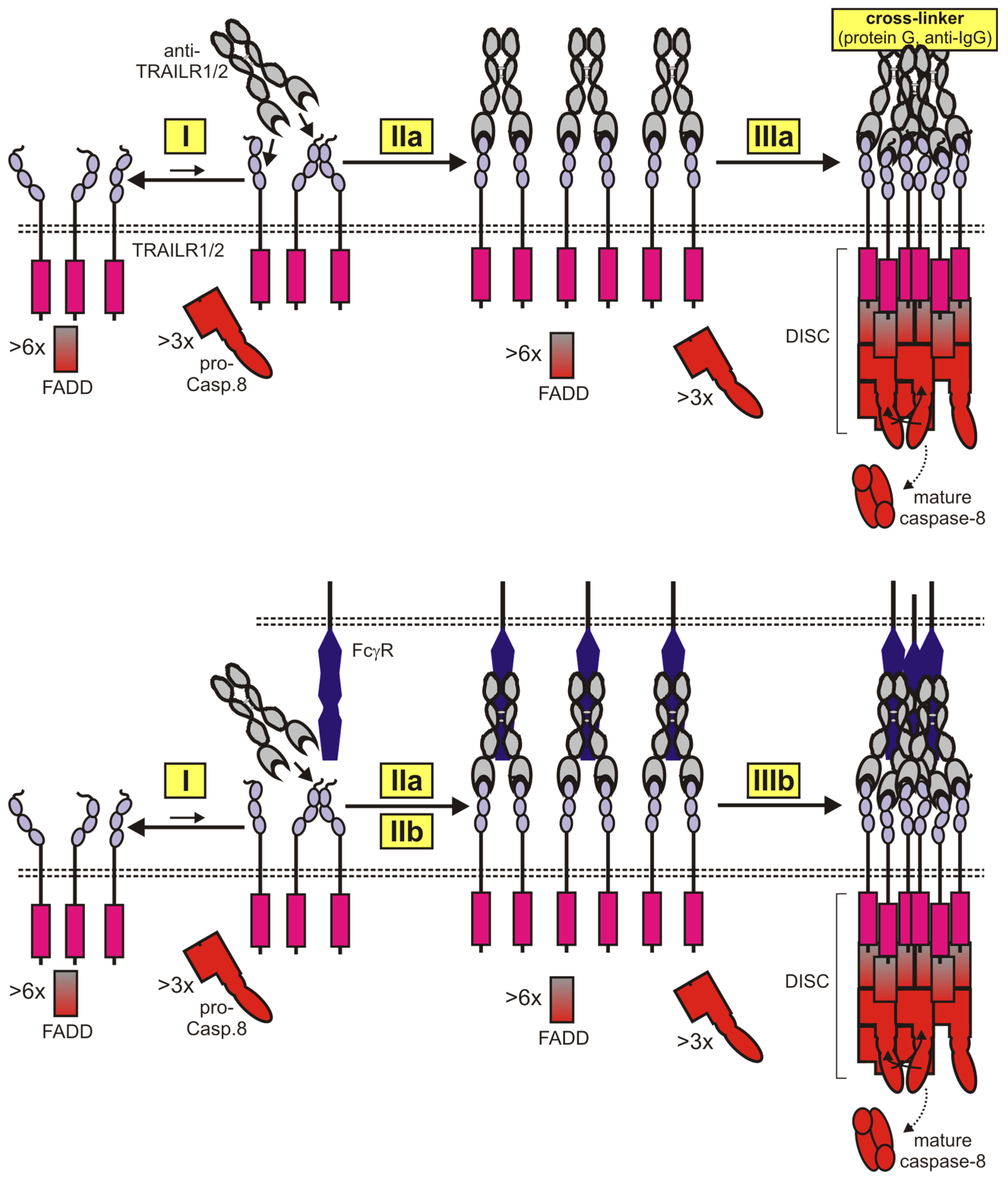 Cancers 11 00954 g004