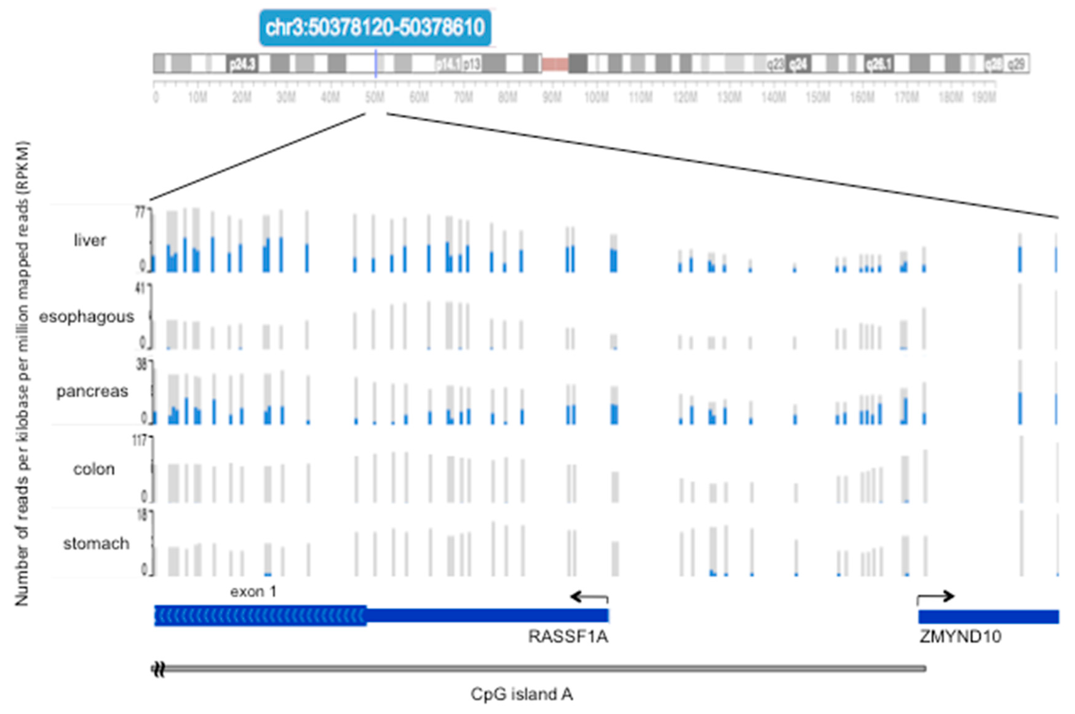 Methylation Dynamics of RASSF1A and Its Impact on Cancer Methylation Dynamics of RASSF1A and Its Impact on Cancer