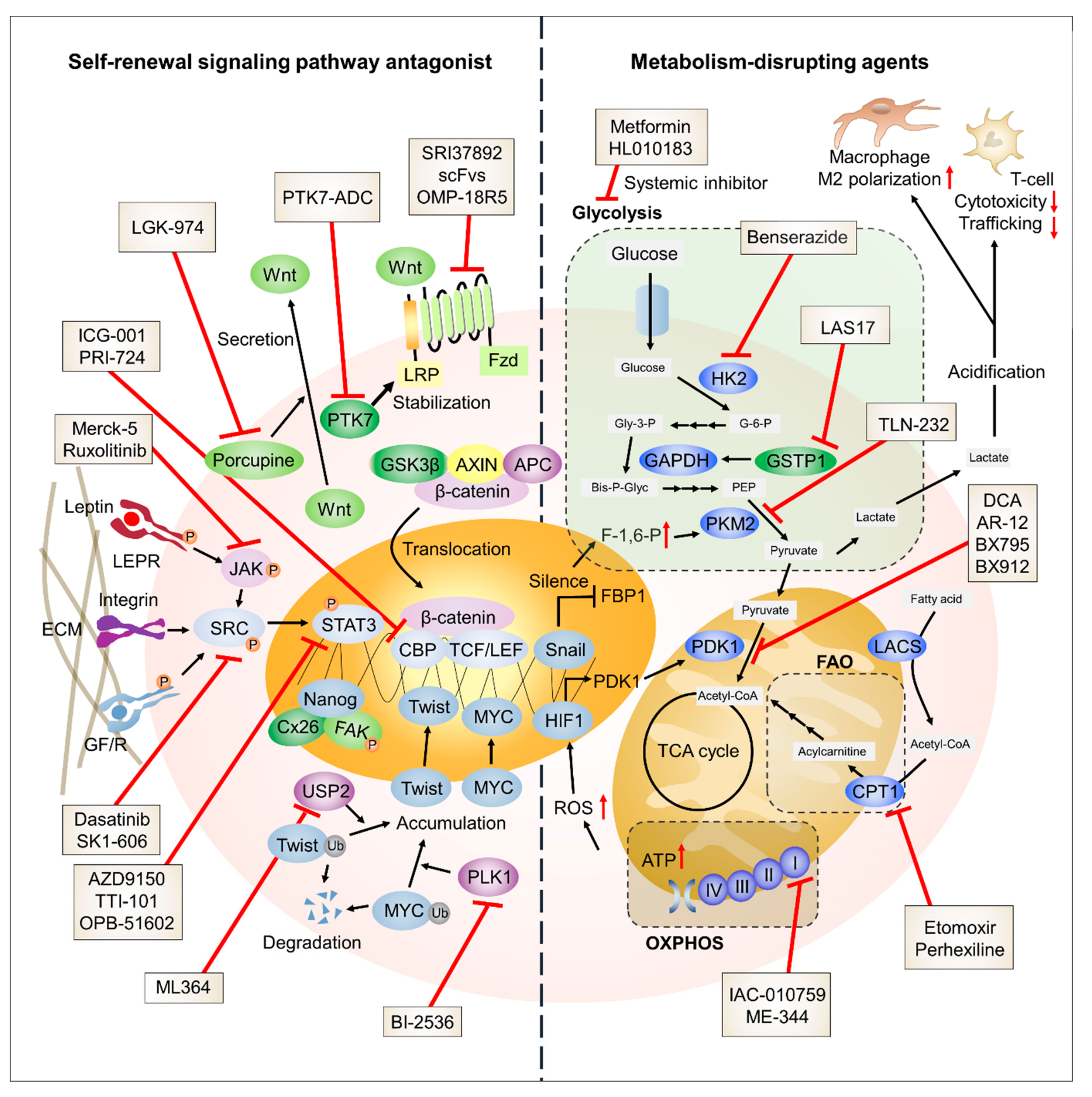 Ketoprofen suppresses triple negative breast cancer cell growth by inducing  apoptosis and inhibiting autophagy