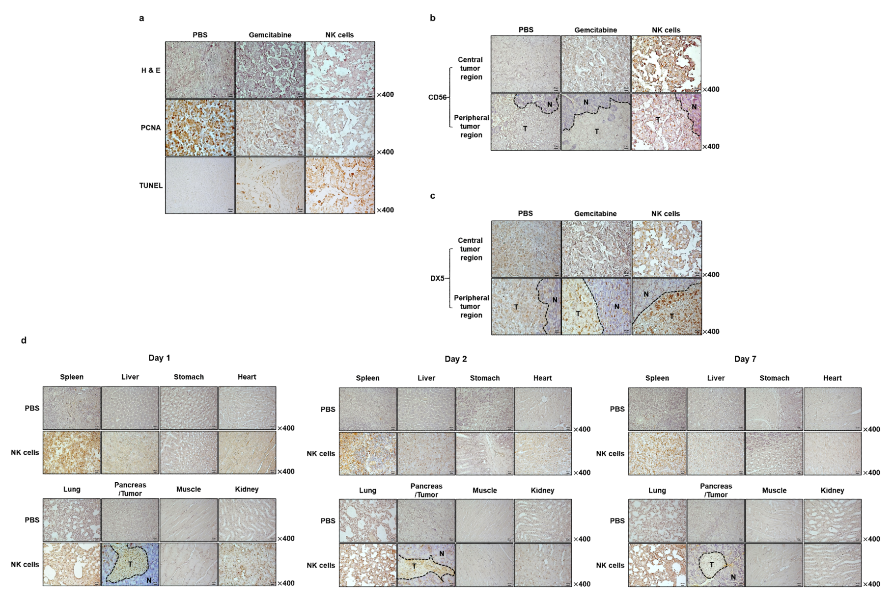 Cancers 11 00966 g008 Cancers 11 00966 g008