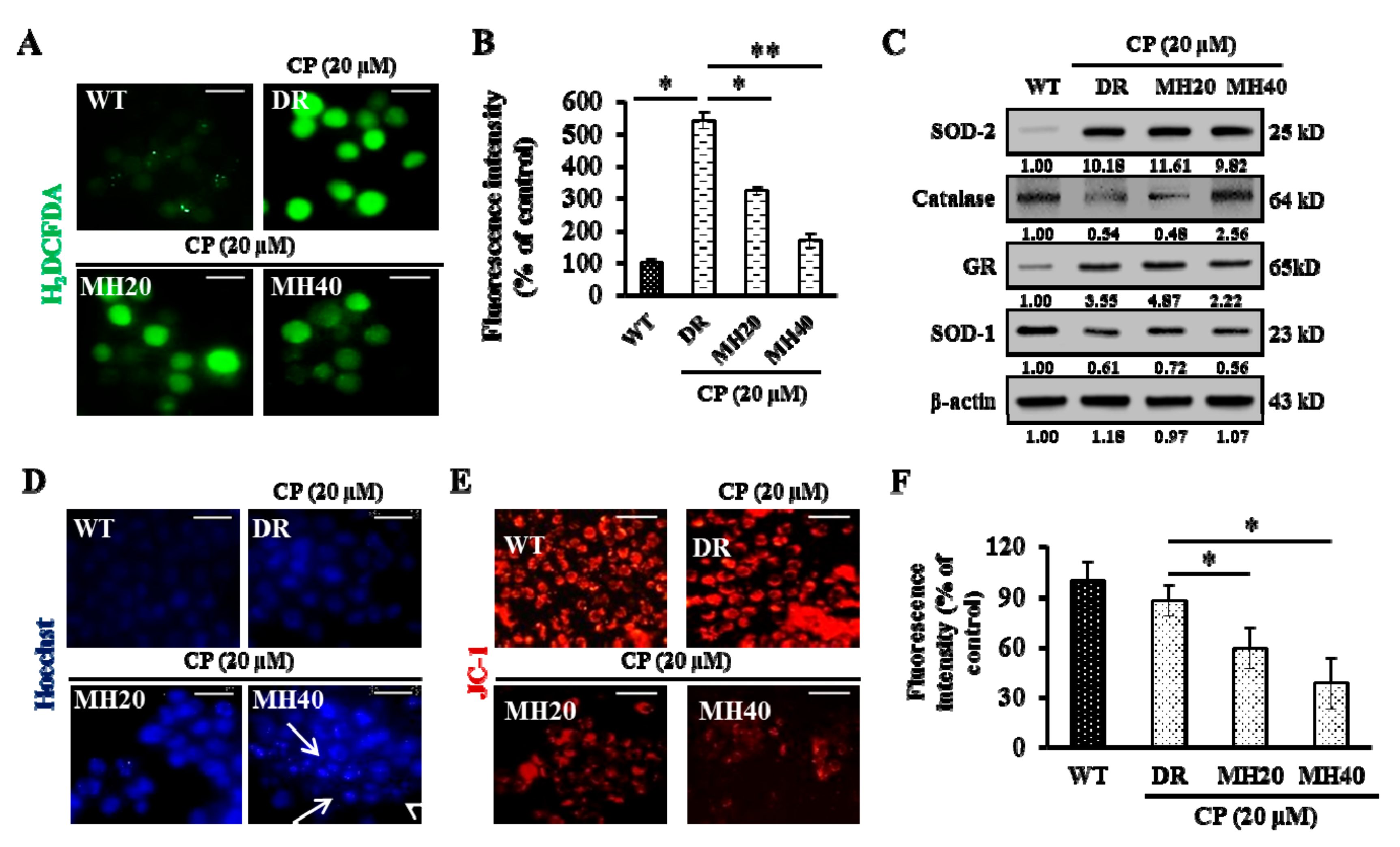 Cancers 11 00986 g005