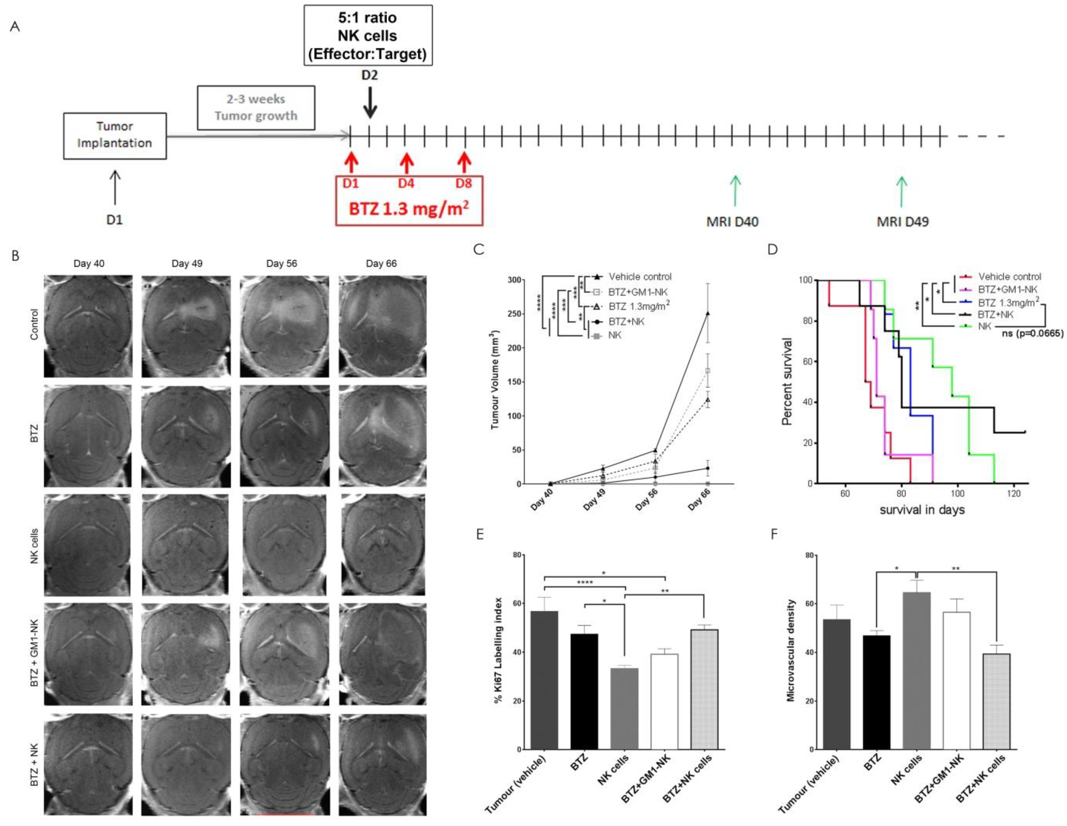 Cancers 11 00996 g005a Cancers 11 00996 g005a