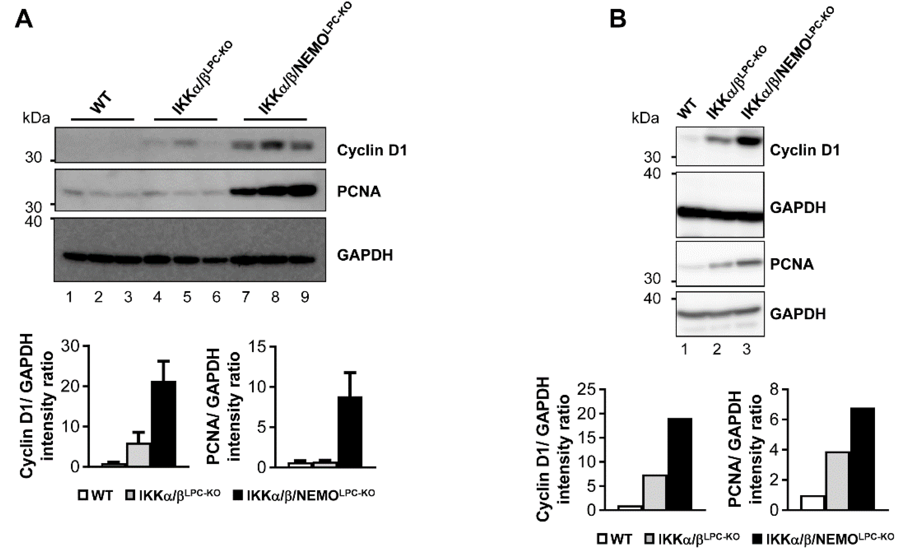 Cancers 11 00999 g004