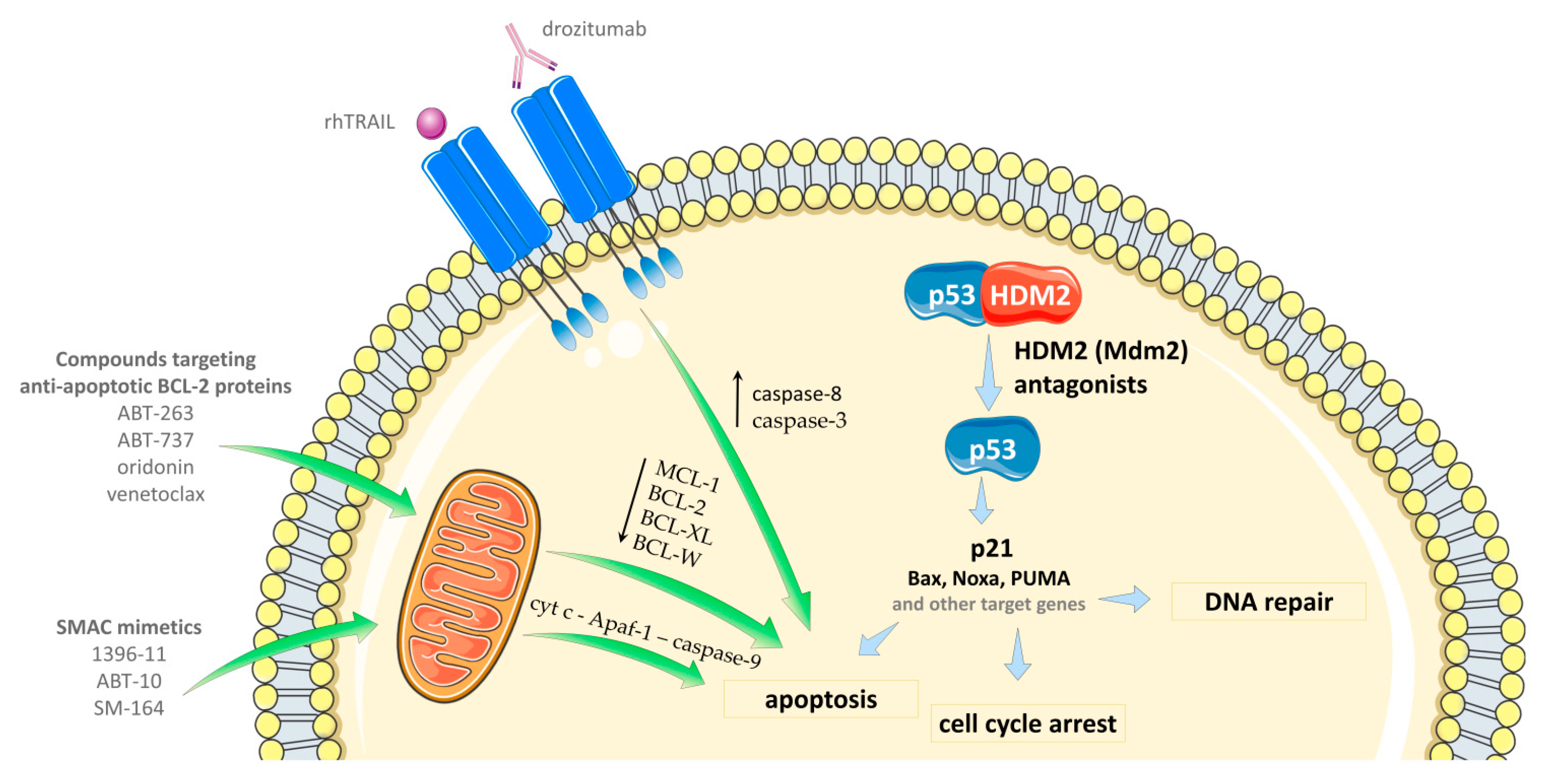 Cancers 11 01014 g004 Cancers 11 01014 g004